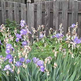 Photo of the plant species Dalmatian Iris by @EnlivenedAgave named Coco on Greg, the plant care app