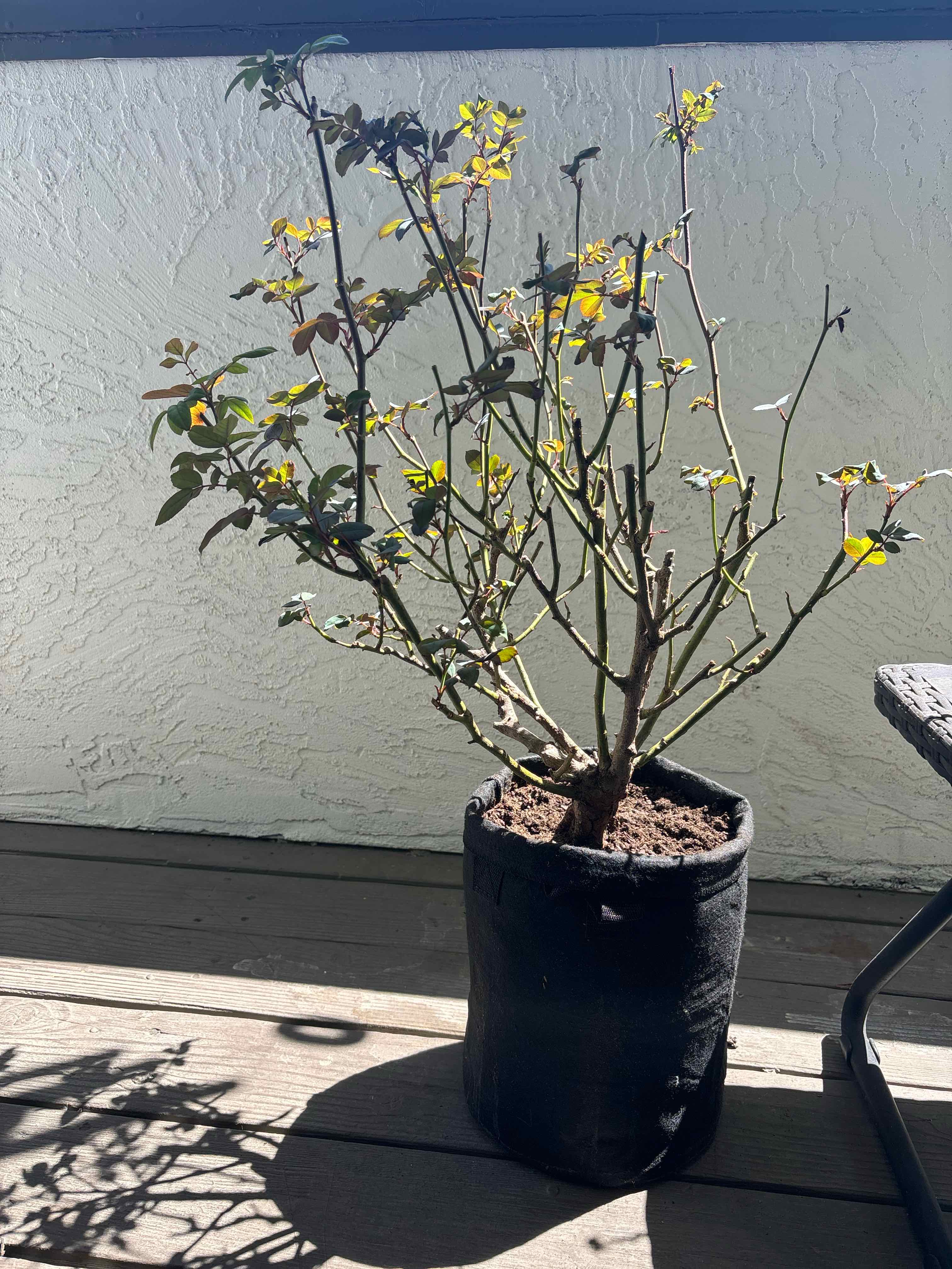 Potted Knockout Red Rose plant with sparse foliage and some yellowing and browning leaves.