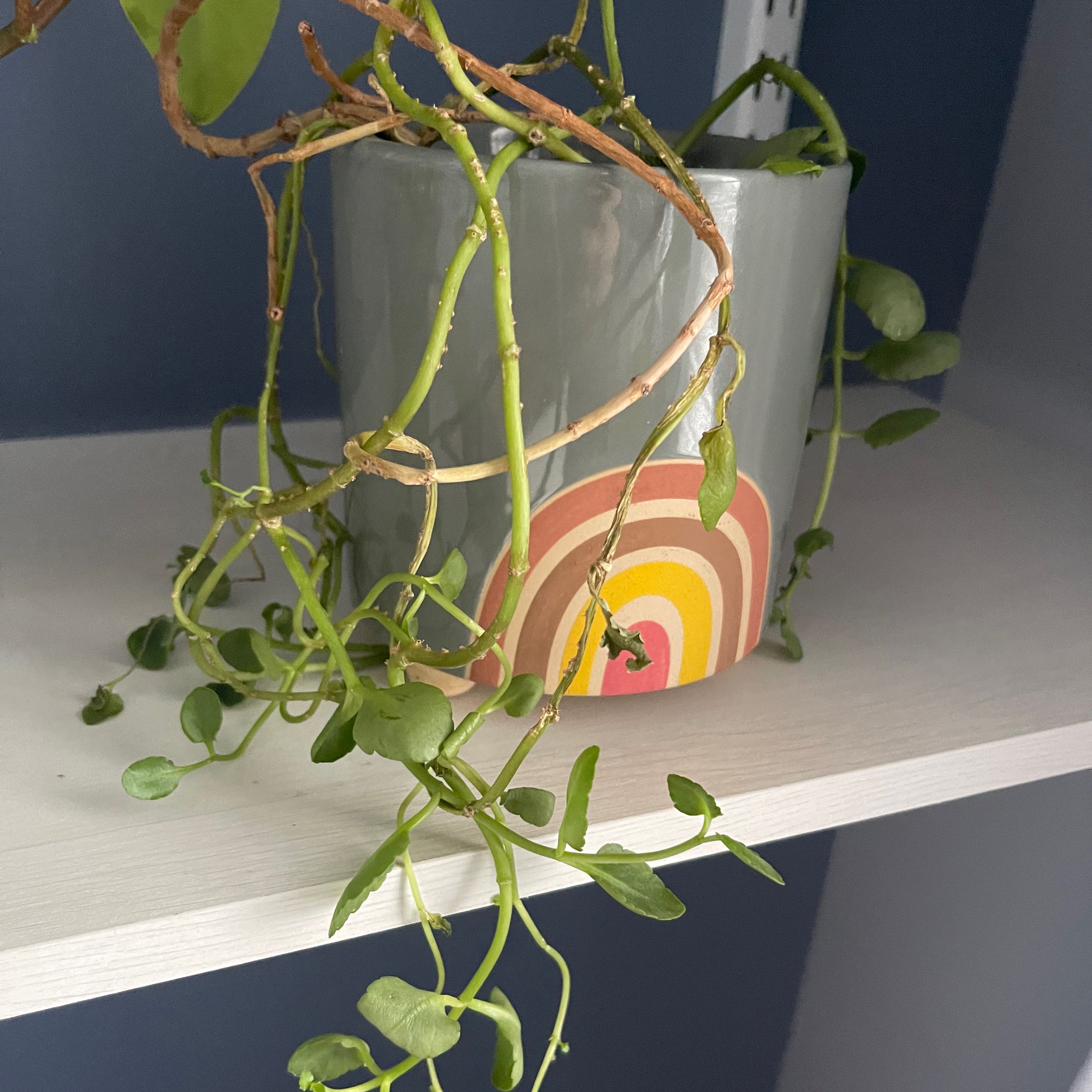 Healthy variegated vining peperomia plant trailing from a swirled ceramic pot, with oval green, white and pink leaves.