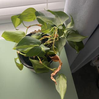 Philodendron Brasil plant in Chicago, Illinois