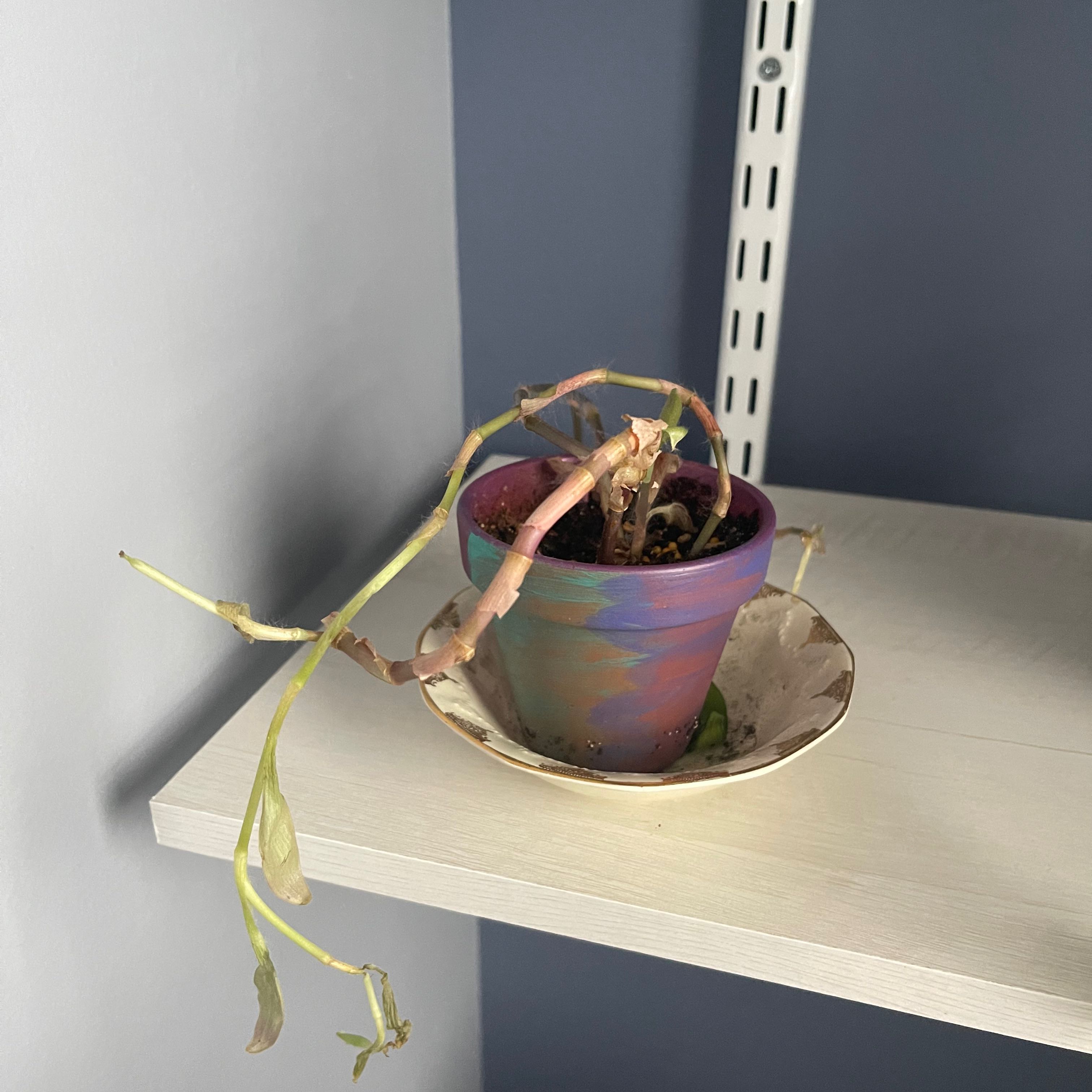 Purple Heart plant in a small purple pot on a white shelf, with long trailing purple and green leaves.