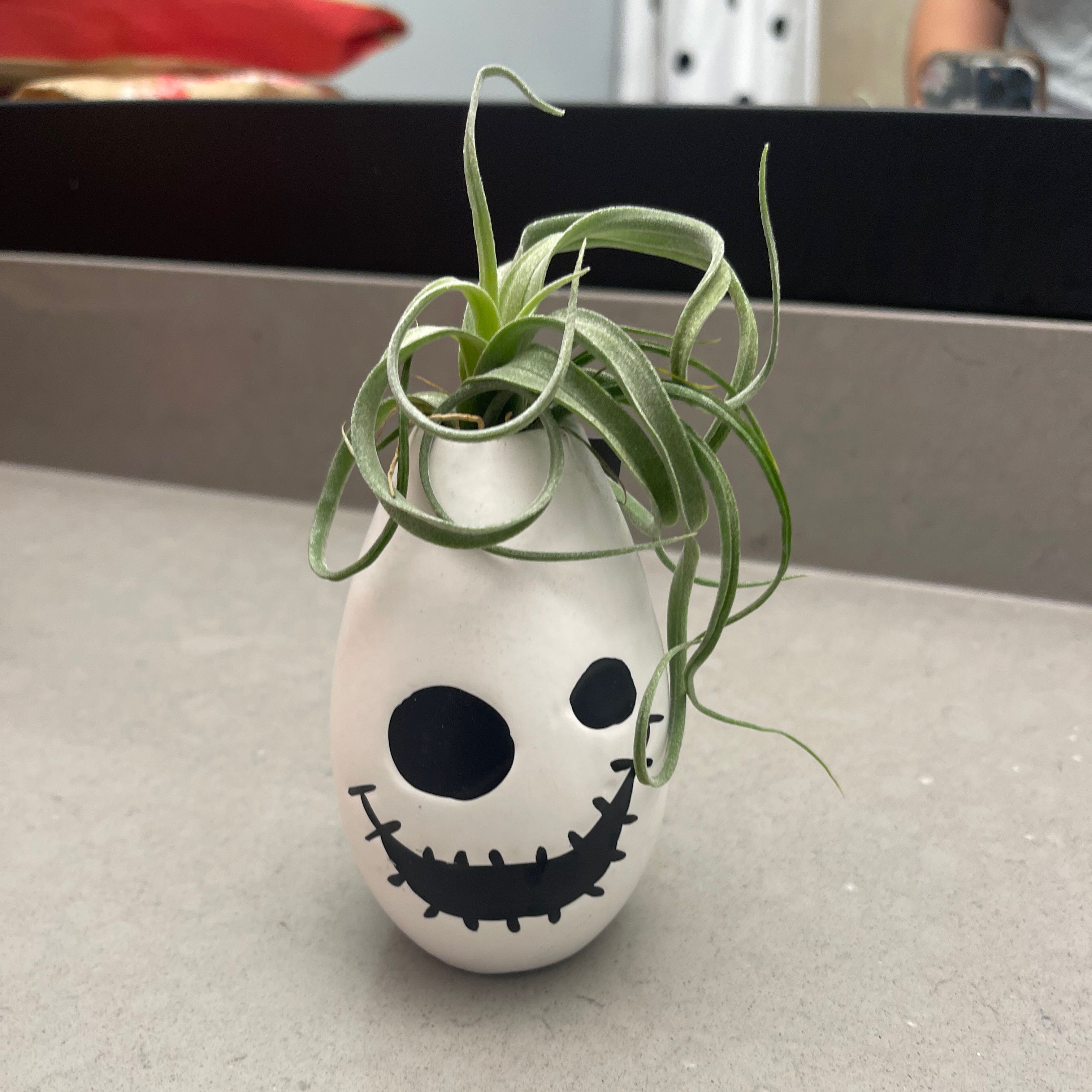 Tillandsia Xerographica plant in a decorative pot with a face design.