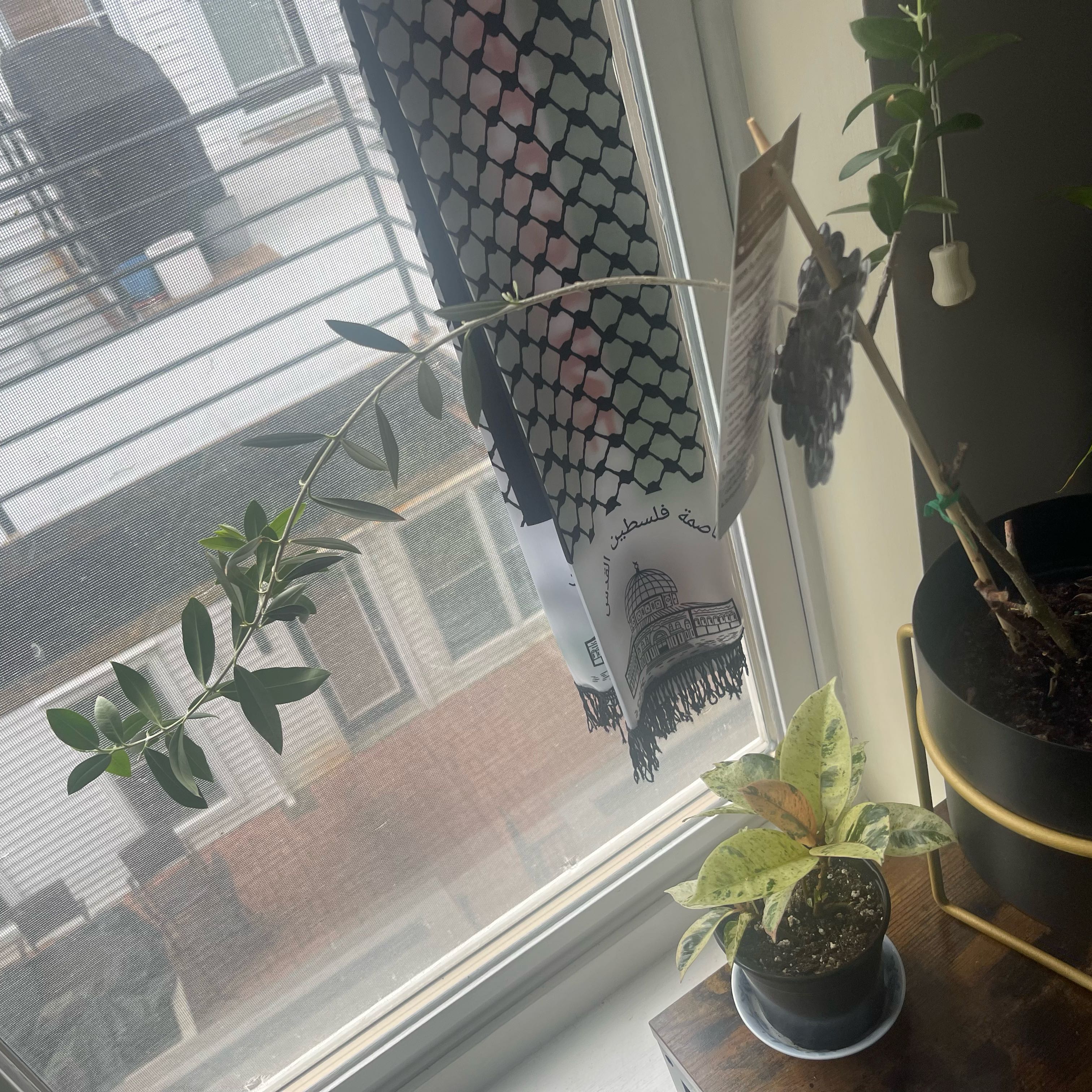 Indoor Olive Tree near a window with another smaller plant in the foreground.
