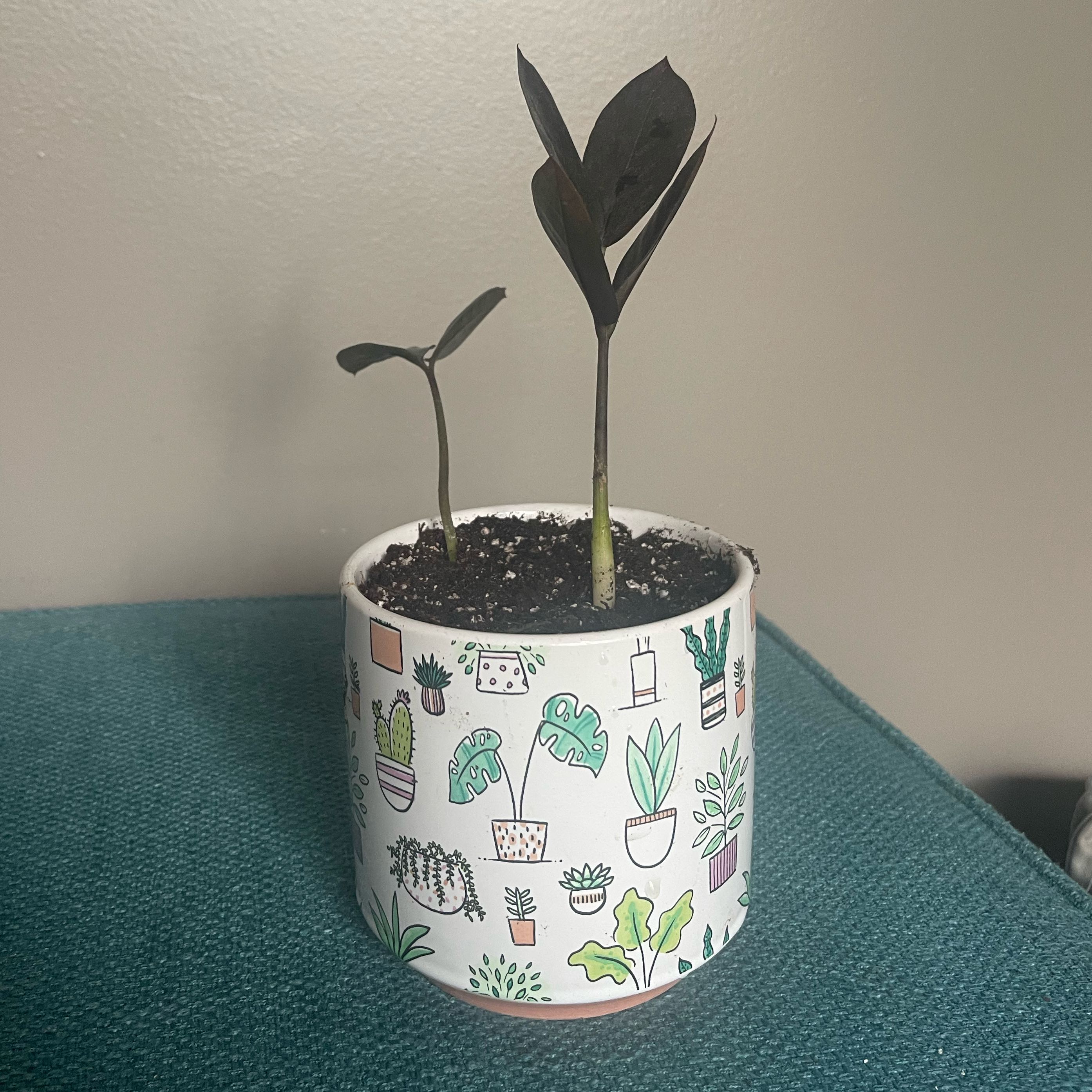 Raven ZZ Plant in a decorative pot on a teal surface.