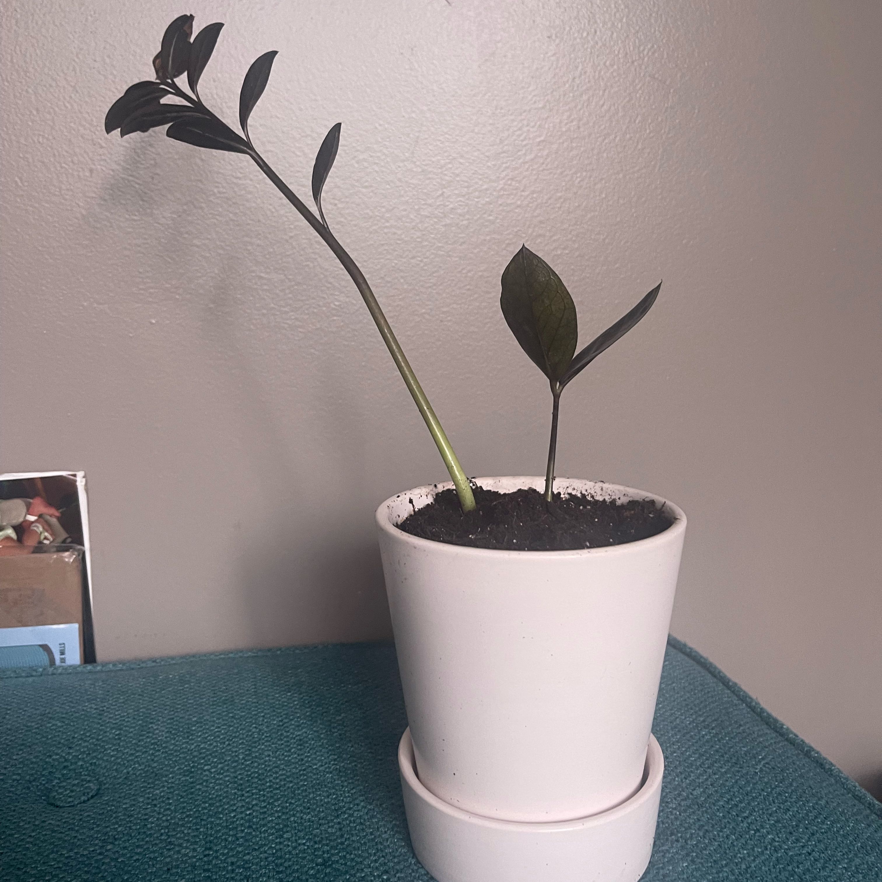 Raven ZZ Plant in a white pot with dark green to black leaves, placed on a teal surface.