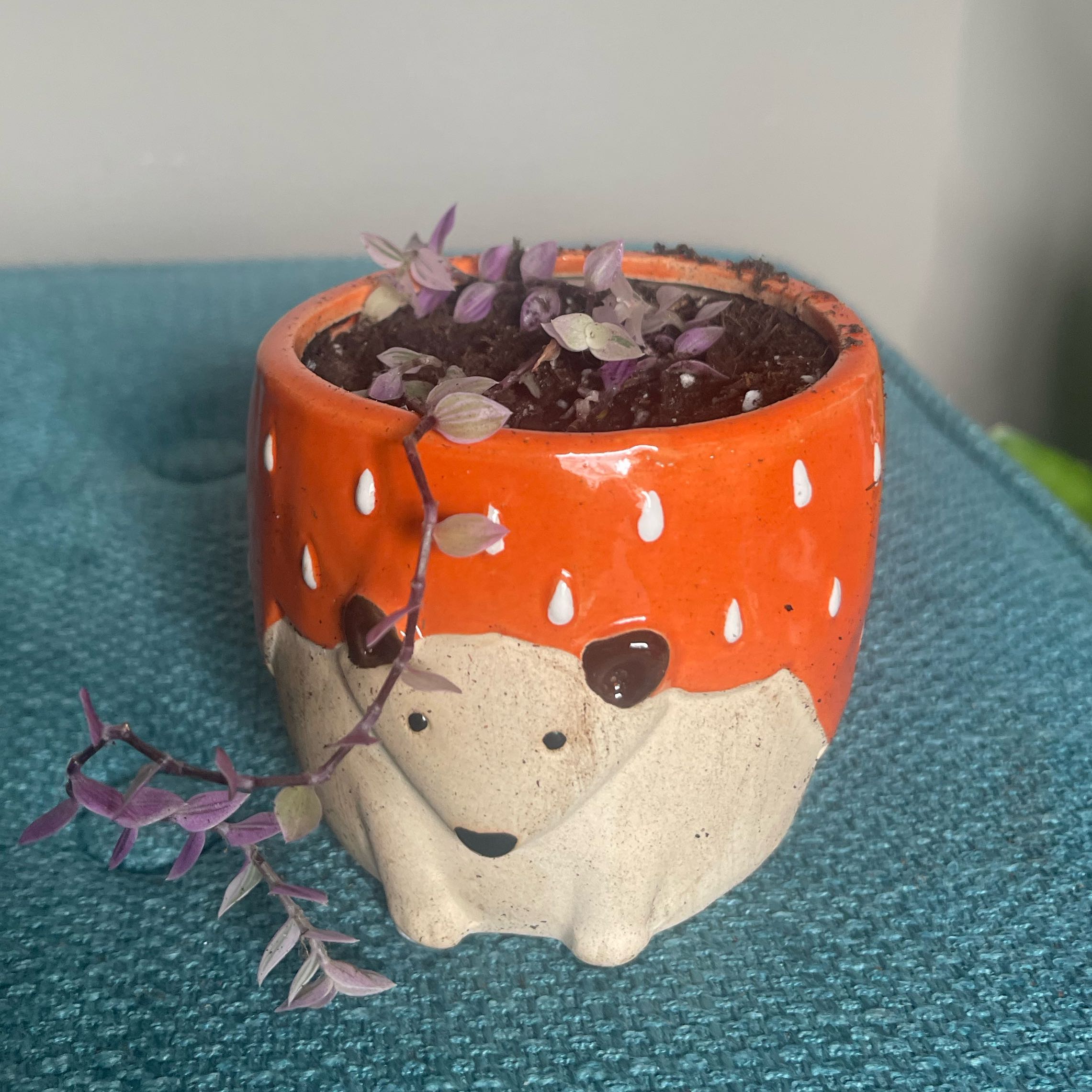 Callisia repens succulent in orange hedgehog pot, trailing vines with purple and green leaves, slight leaf browning