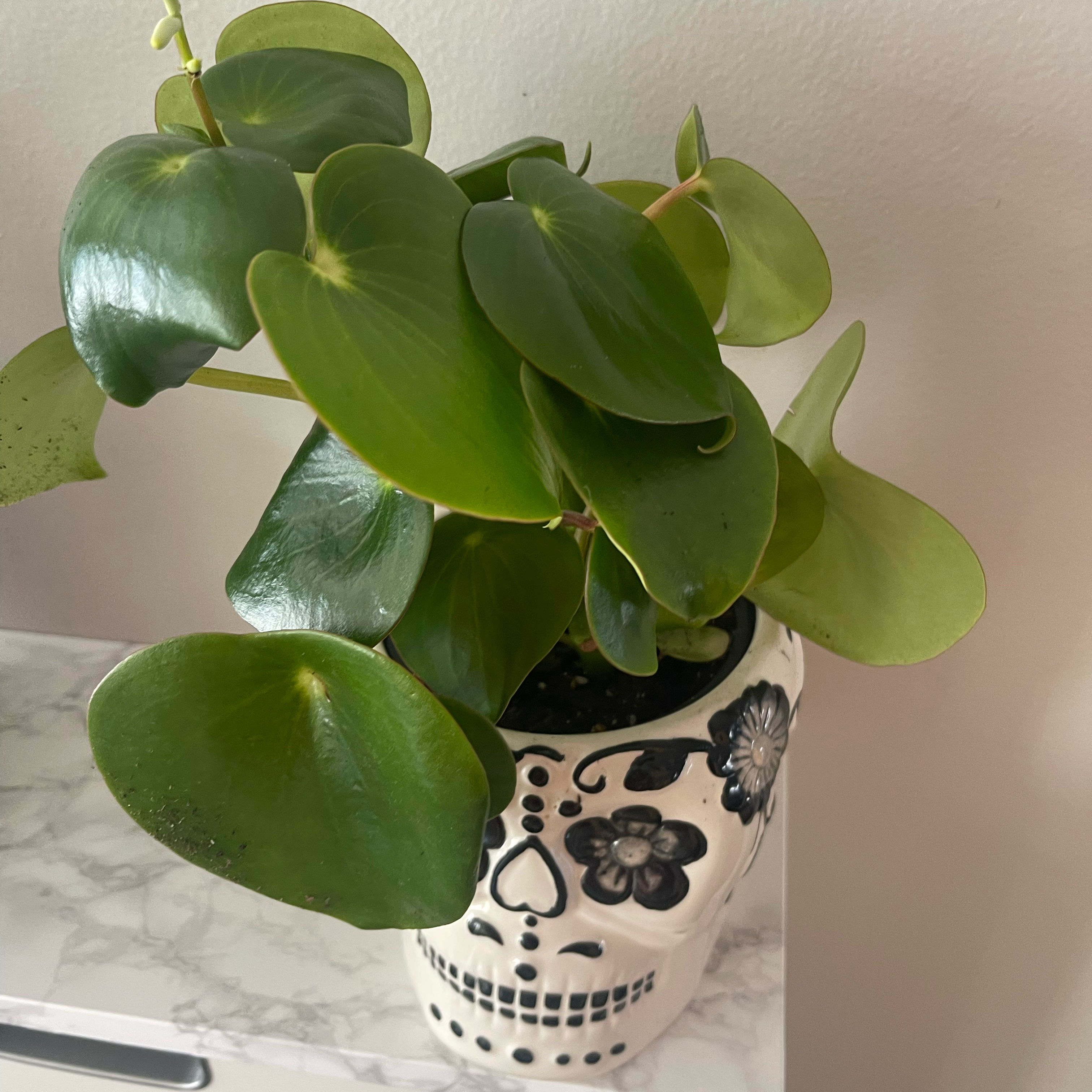 Raindrop Peperomia plant in a decorative pot with mostly healthy green leaves.