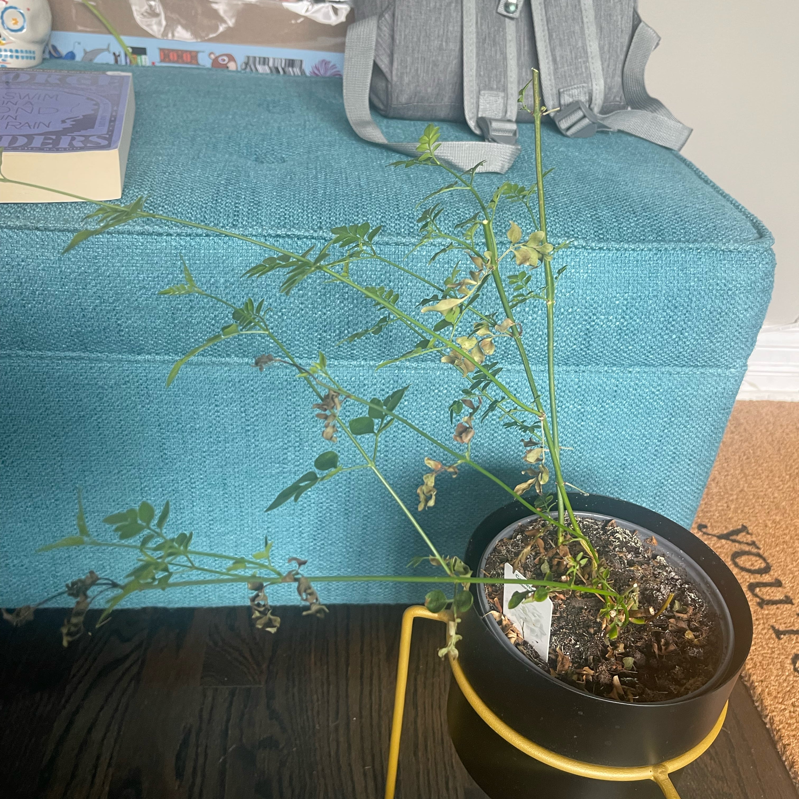 🤒 Why Are There Brown Spots on My White Jasmine?