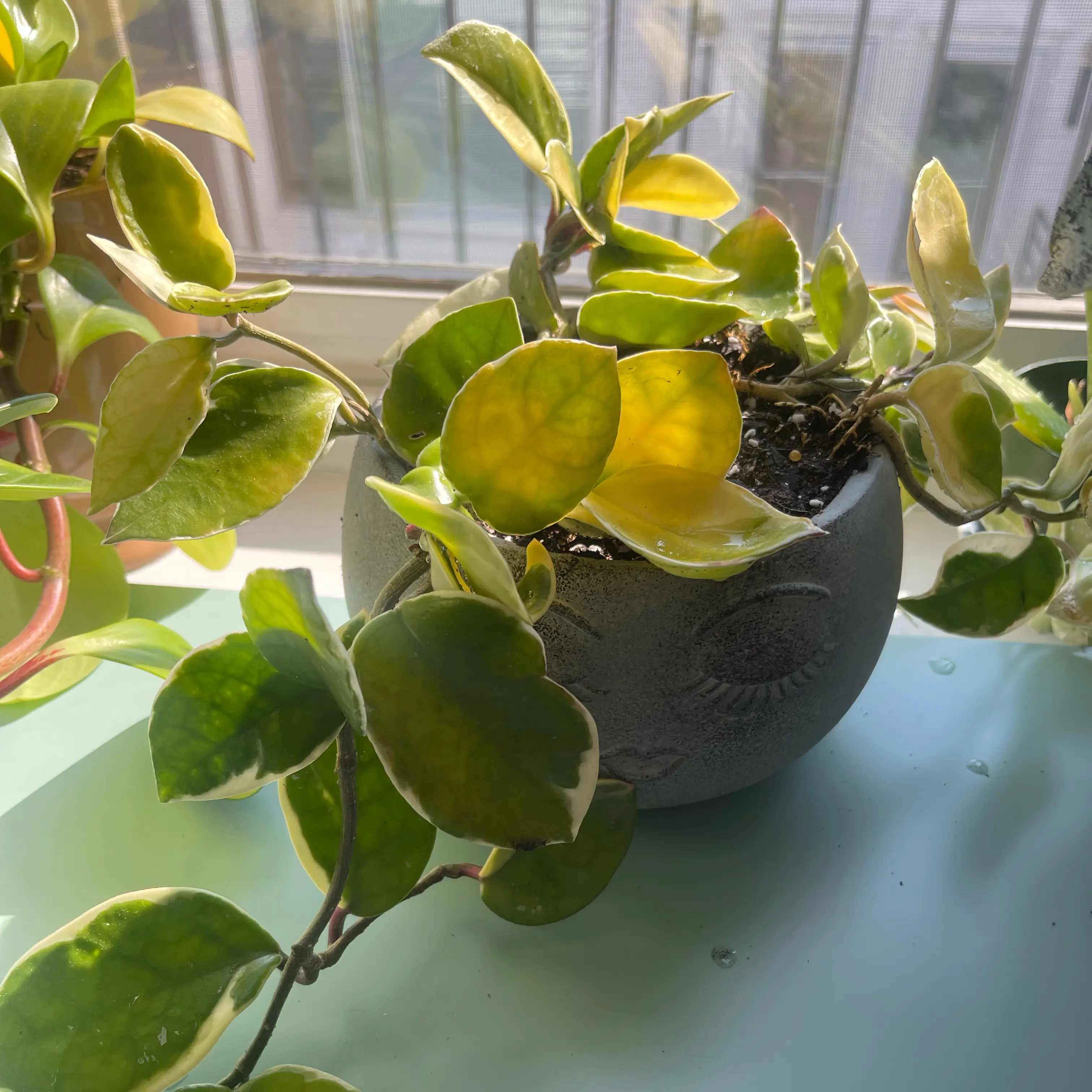 Hoya Carnosa Tricolor plant in a pot with some yellowing leaves, placed indoors near a window.