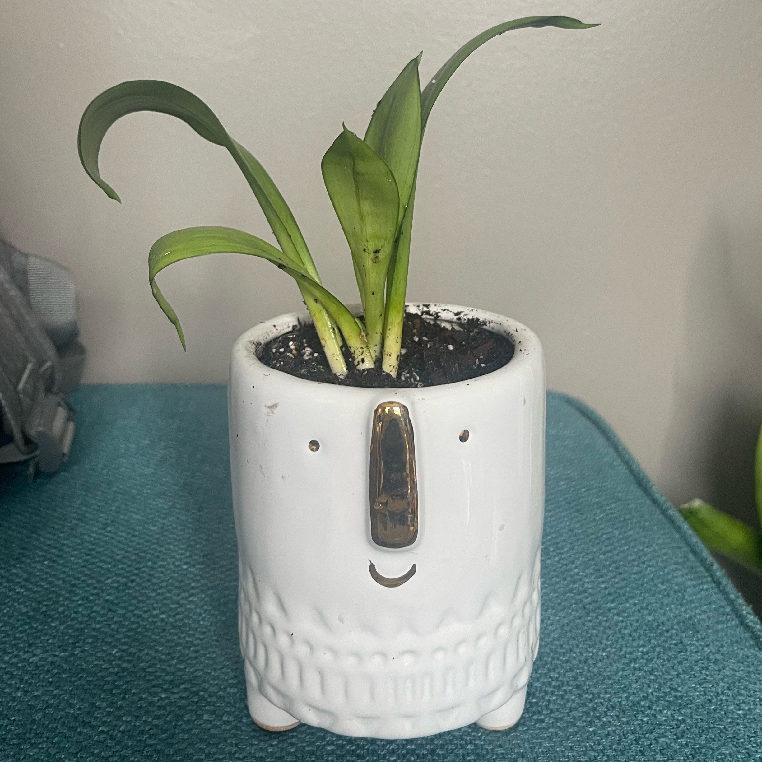 Silver Snake Plant in a decorative white pot with a face design. Some leaves have black spots.