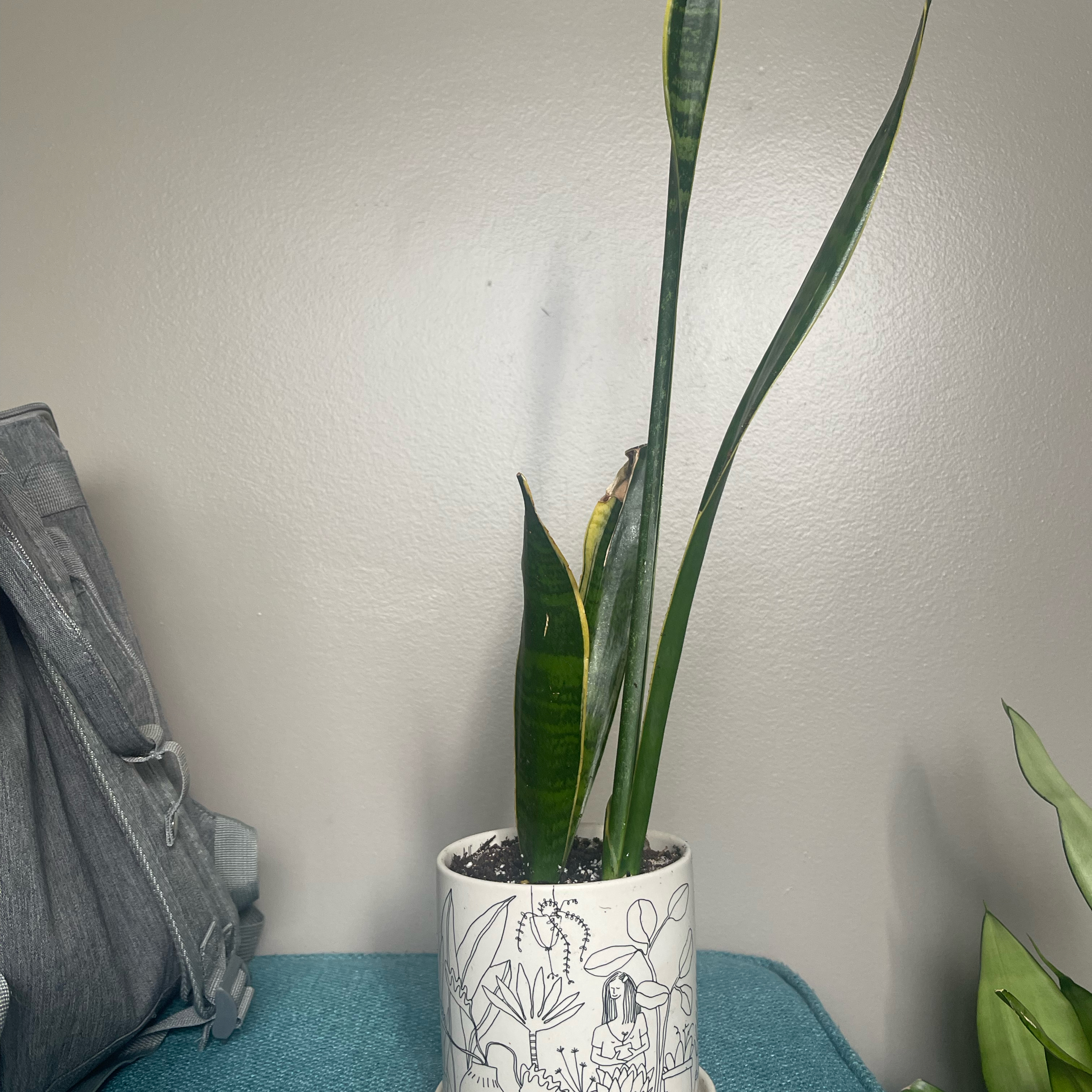 Sansevieria 'Frozen' plant in a decorative pot with some yellowing and browning leaves.
