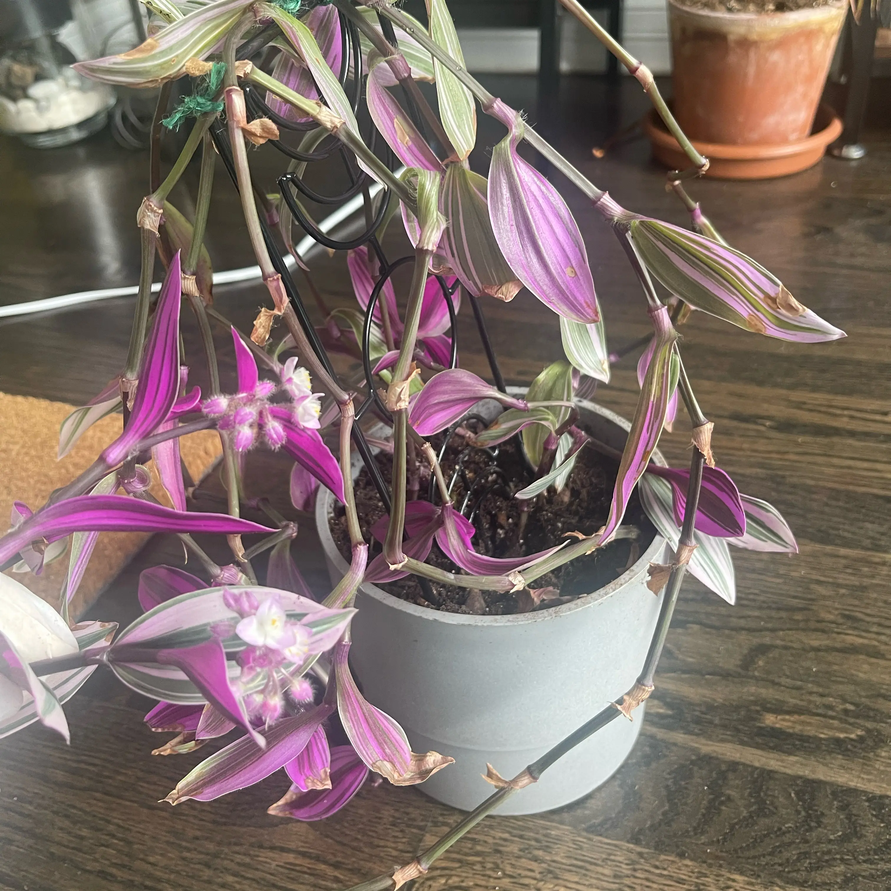 Small-Leaf Spiderwort plant with purple flowers in ceramic pot, showing some yellowing leaf tips.