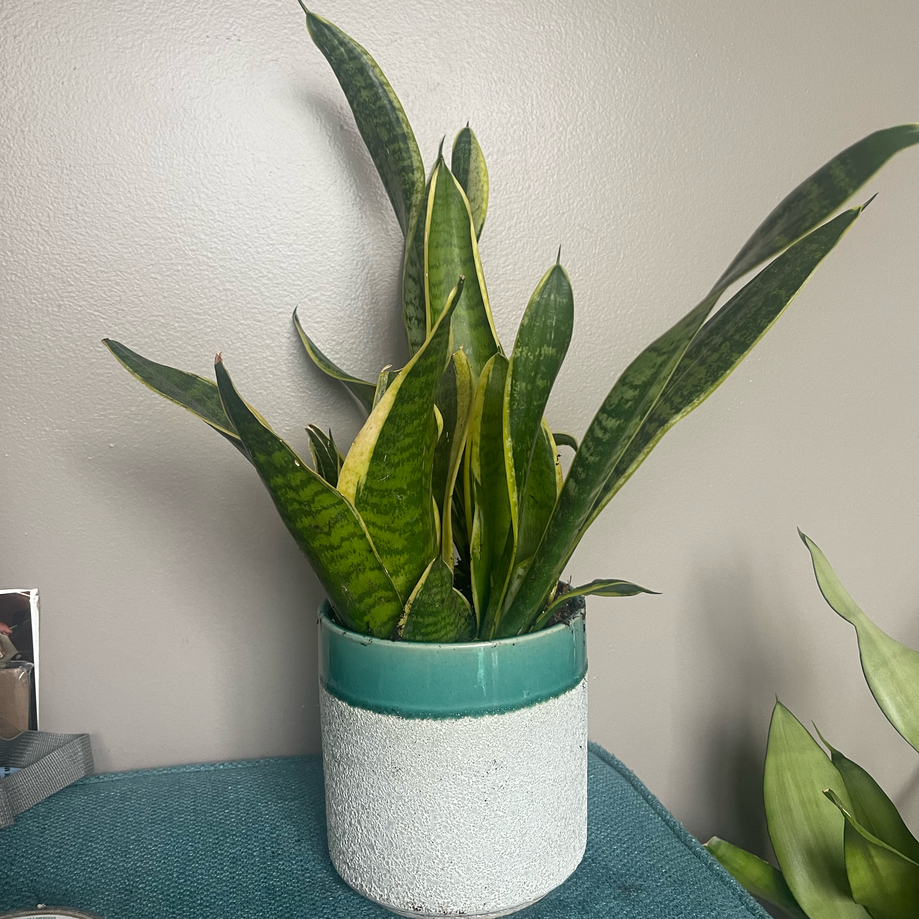 Photo of the plant species Sansevieria 'Lauren' by @chigal named Snakey on Greg, the plant care app