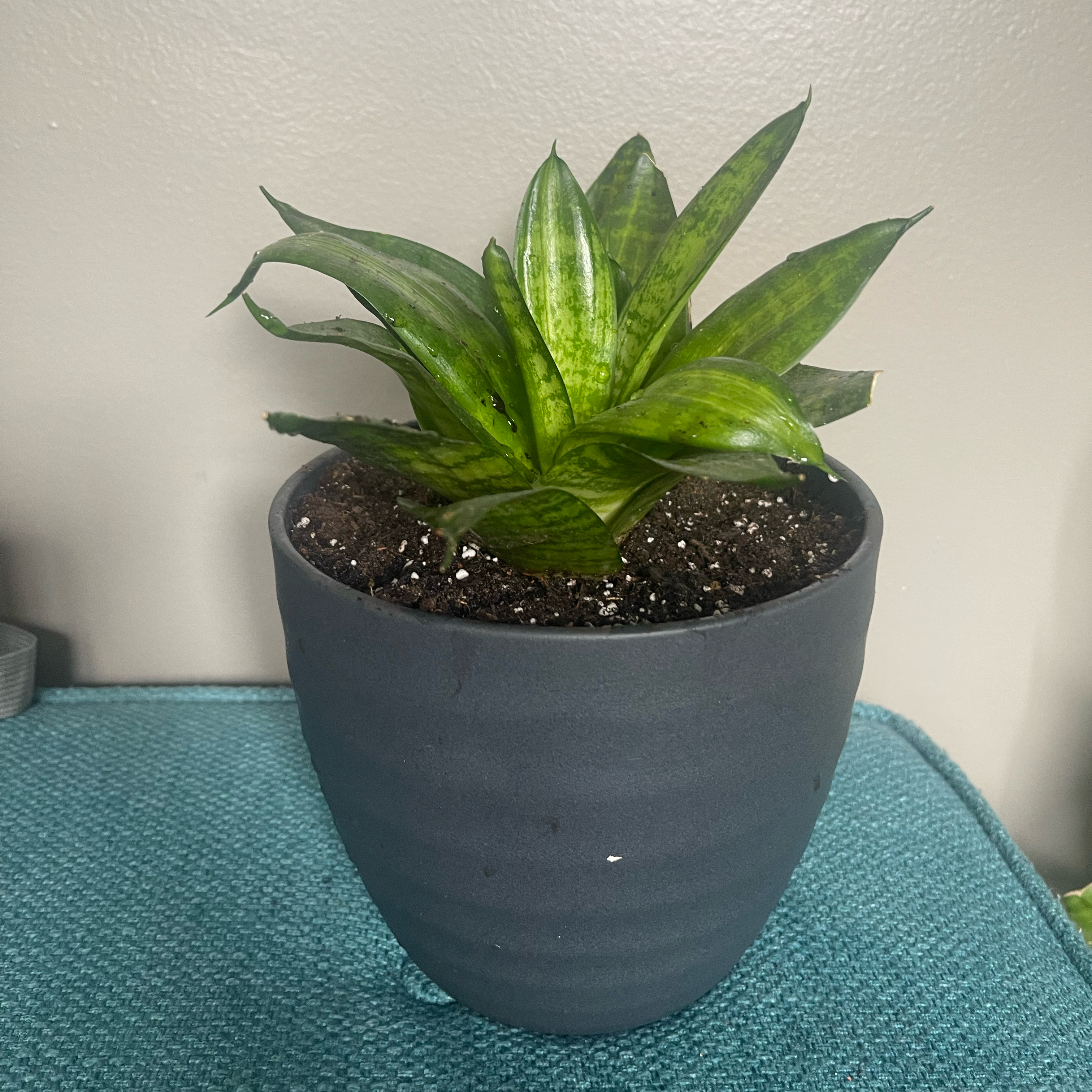 Potted Black Robusta Snake Plant with dark green leaves, visible soil, well-framed and in focus.