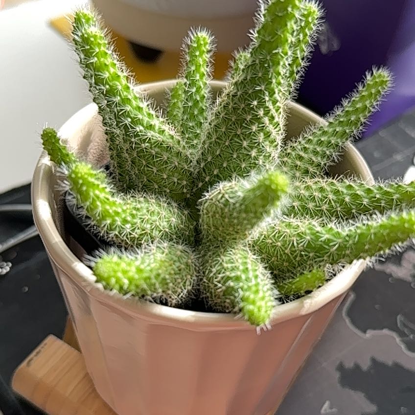 Photo of the plant species Rebutia perplexa by @LightSilverspot named Zeus on Greg, the plant care app