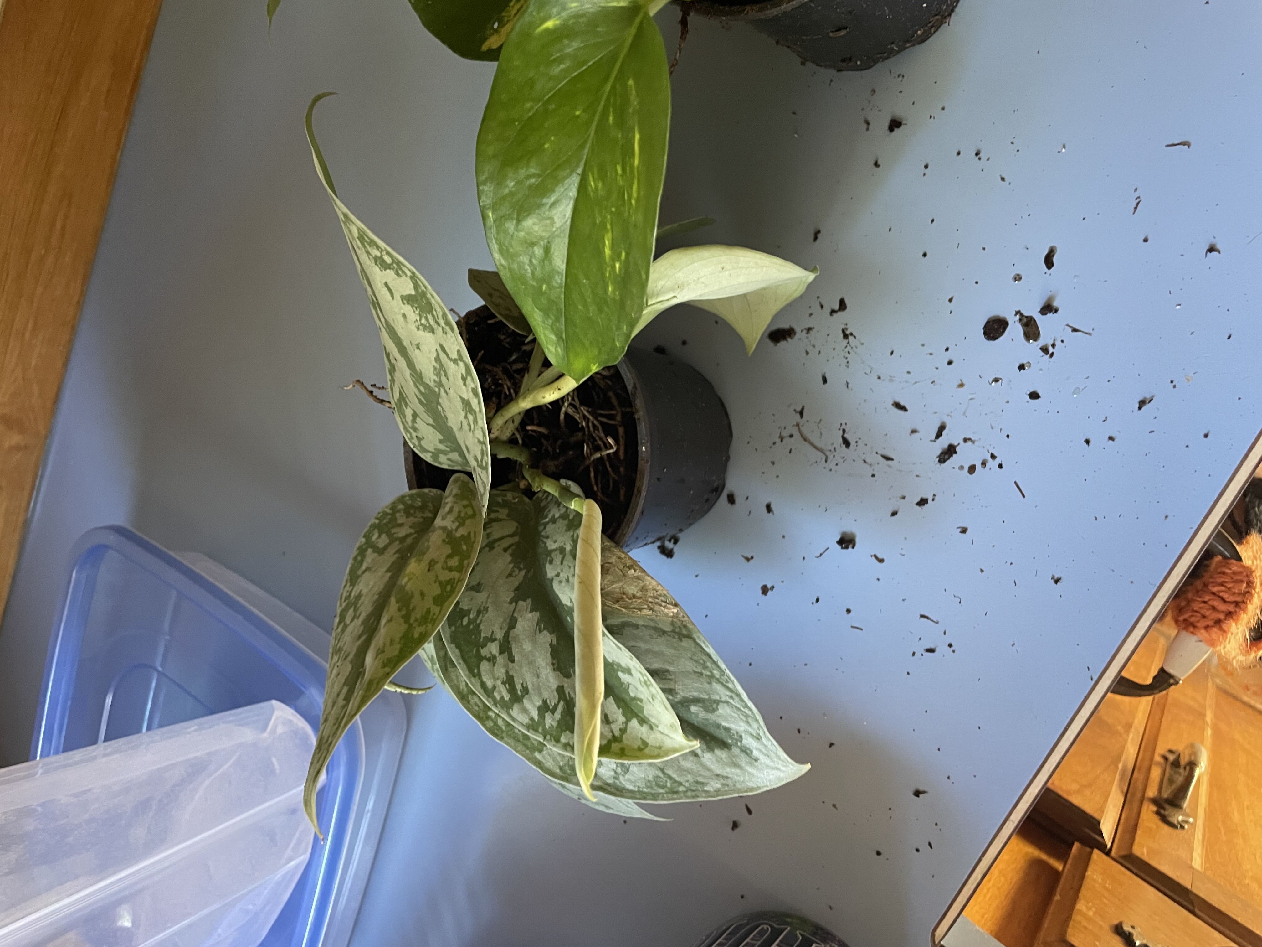 Photo from the post
