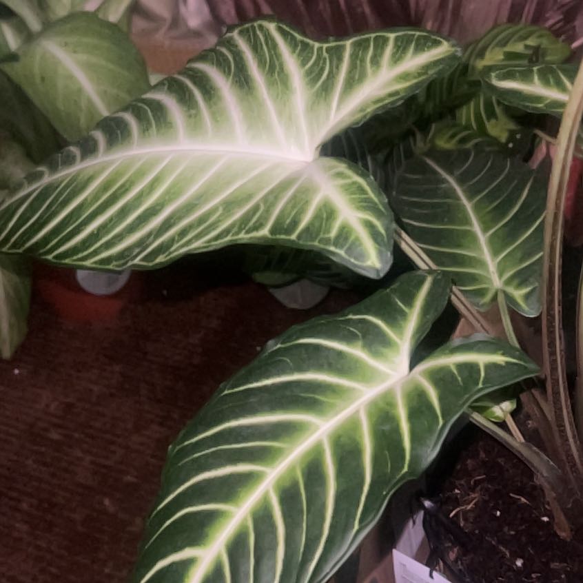 Photo of the plant species Caladium Iindenii by @BeazOasis named XanthoMagni Longheart on Greg, the plant care app