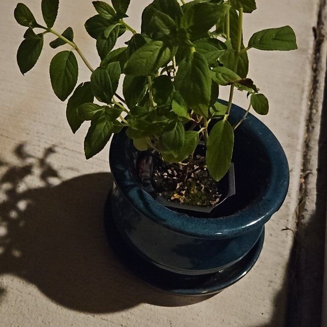 Photo of the plant species Double Red Hibiscus by @LordScarletoak named Kesha on Greg, the plant care app