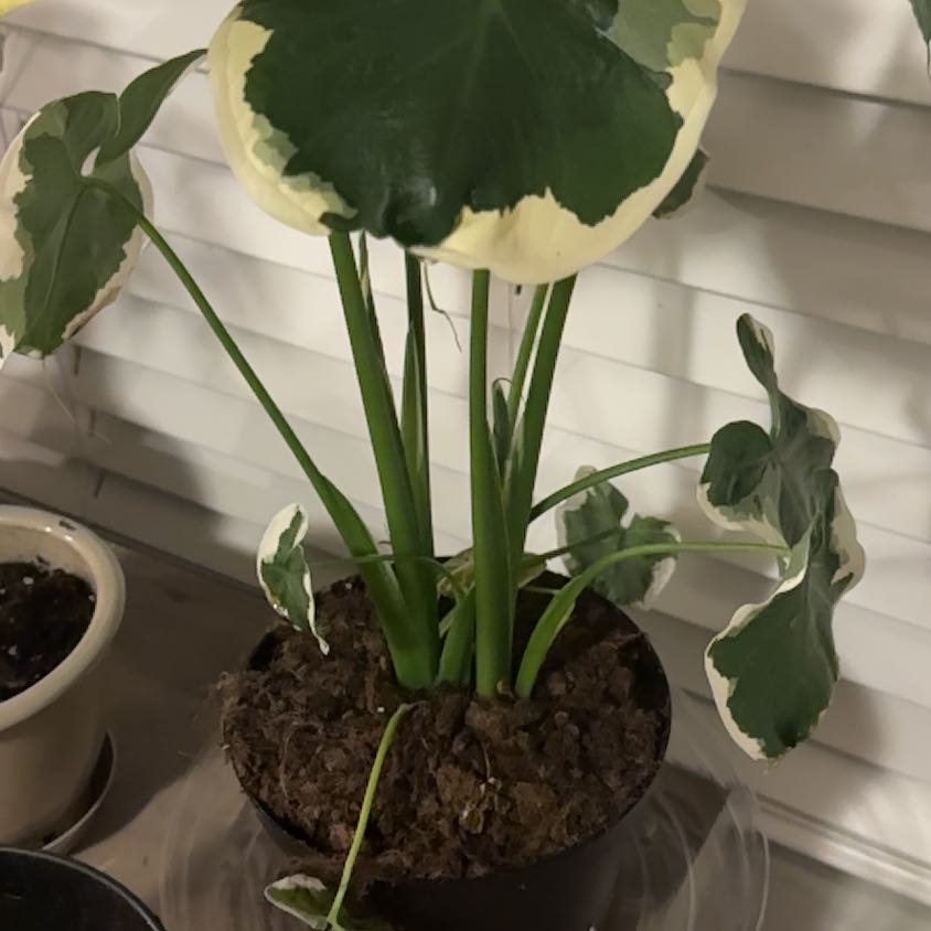 Mickey Mouse Plant Care: Water, Light, Nutrients | Greg App 🌱