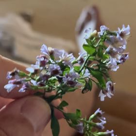 Photo of the plant species Salt Heliotrope by @GivingEuphorbia named Eva on Greg, the plant care app
