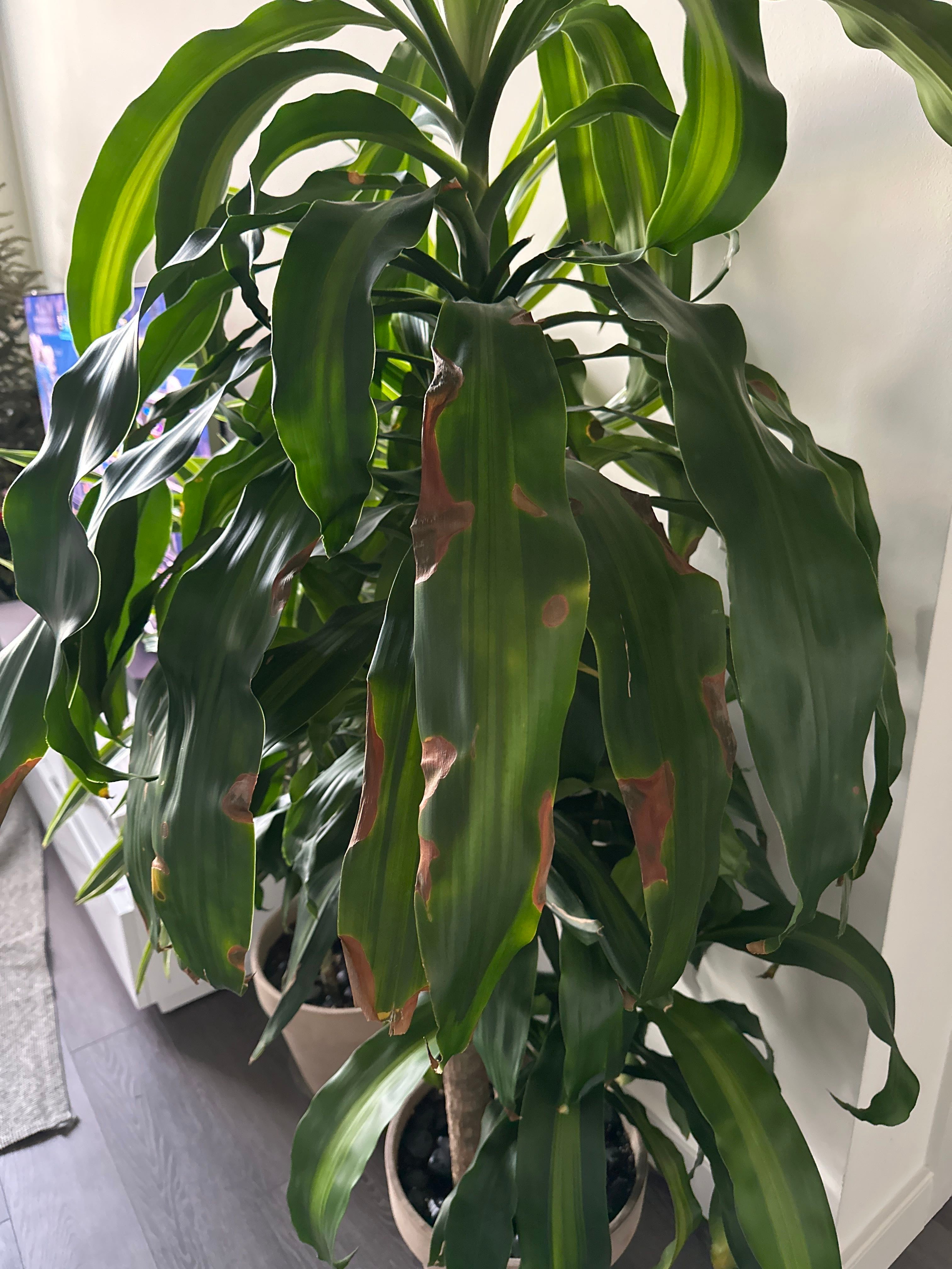 ☀️ What Do Dracaena 'Ray of Sunshine' Flowers Mean?