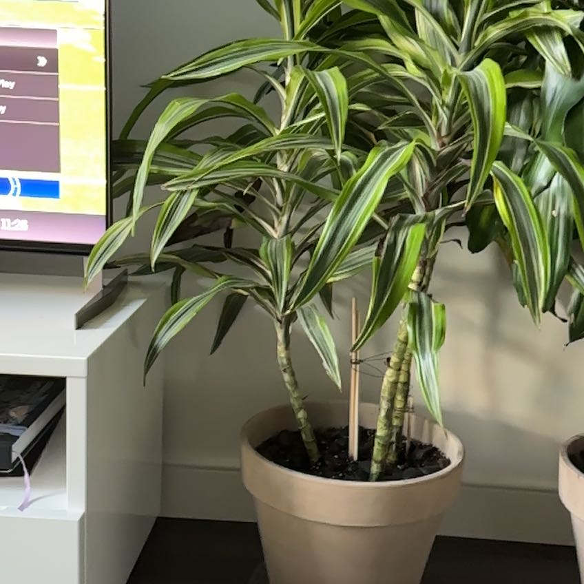 Dracaena 'Lemon Lime' plant in a pot with vibrant green and yellow-striped leaves.