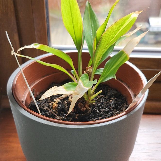 Photo of the plant species Drácena Kiwi by @ComicalRedlion named Cory on Greg, the plant care app