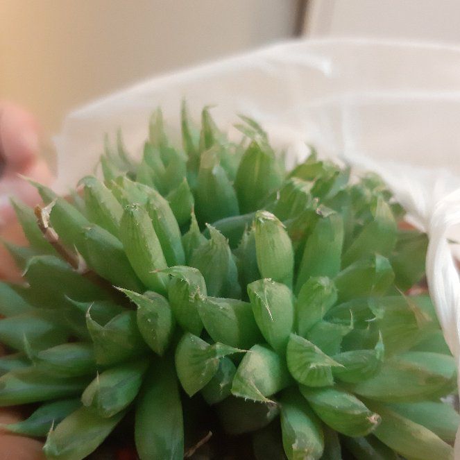 Photo of the plant species Glassrim Haworthia by @NiftyTreeivy named Stella on Greg, the plant care app