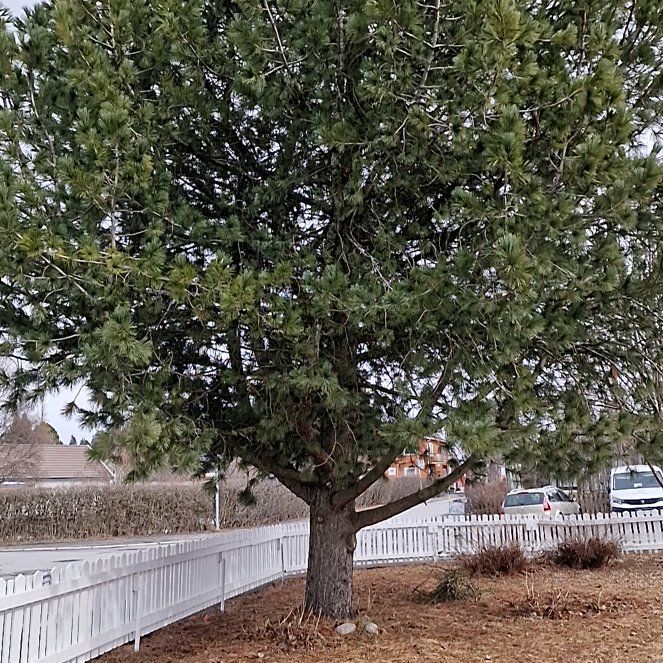 Photo of the plant species Mediterranean-Medlar by @AdmirableRedfir named Tolkien on Greg, the plant care app