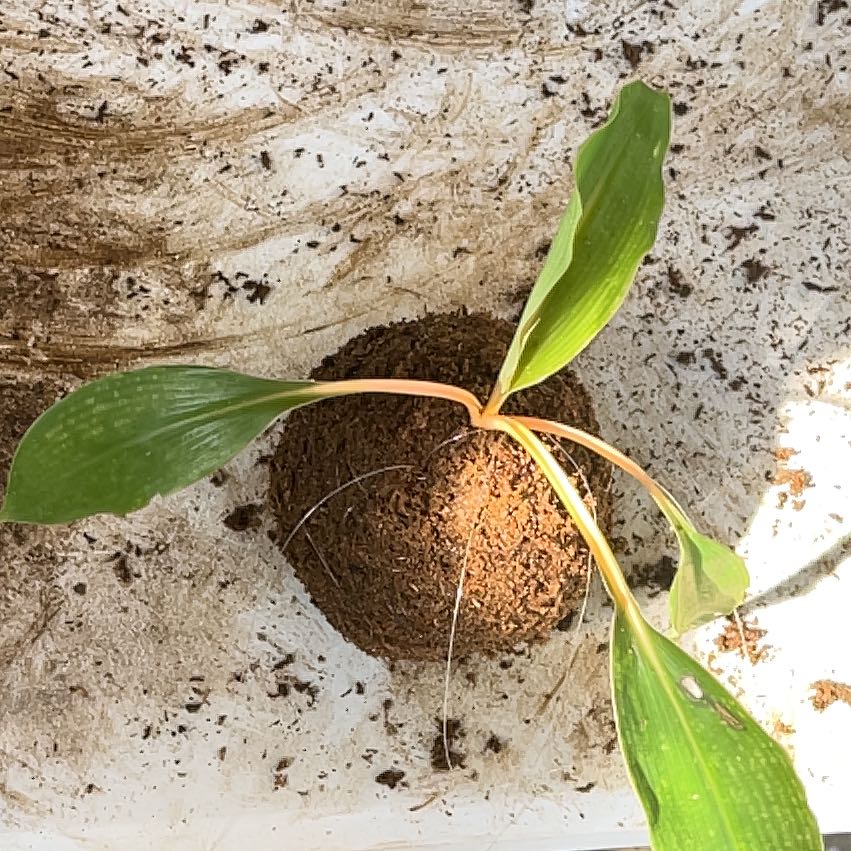 Young Kahili Ginger plant with three green leaves emerging from a soil ball.