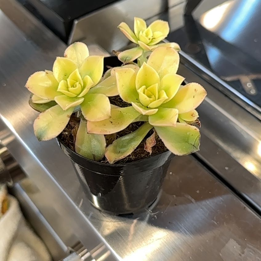 Photo of the plant species Sun Dancer by @SharpDownyphlox named Austen on Greg, the plant care app