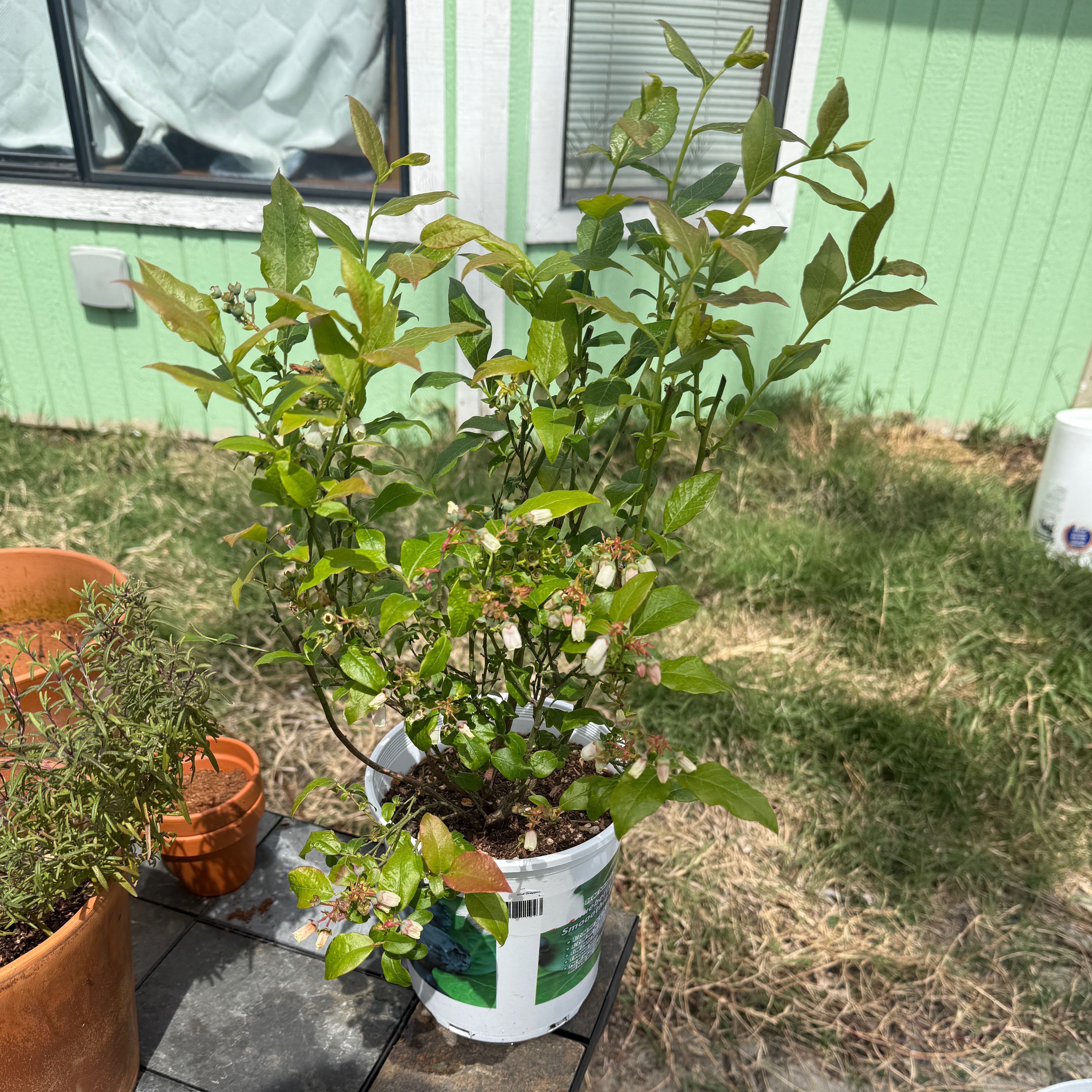Photo of the plant species Blueberry by @MovedByPlants named Bruce Lee on Greg, the plant care app