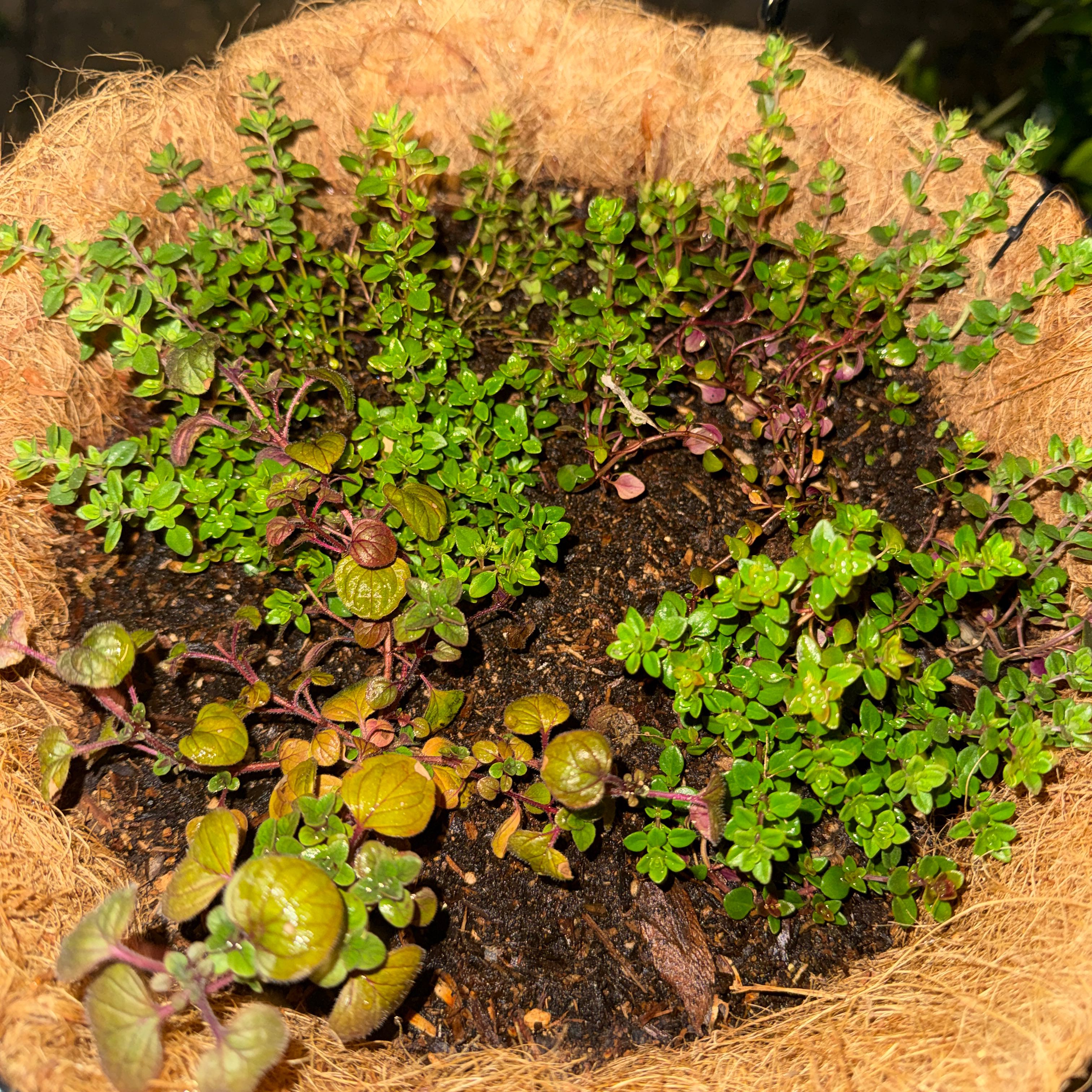 Photo of the plant species Lemon Thyme by @MovedByPlants named Athena on Greg, the plant care app