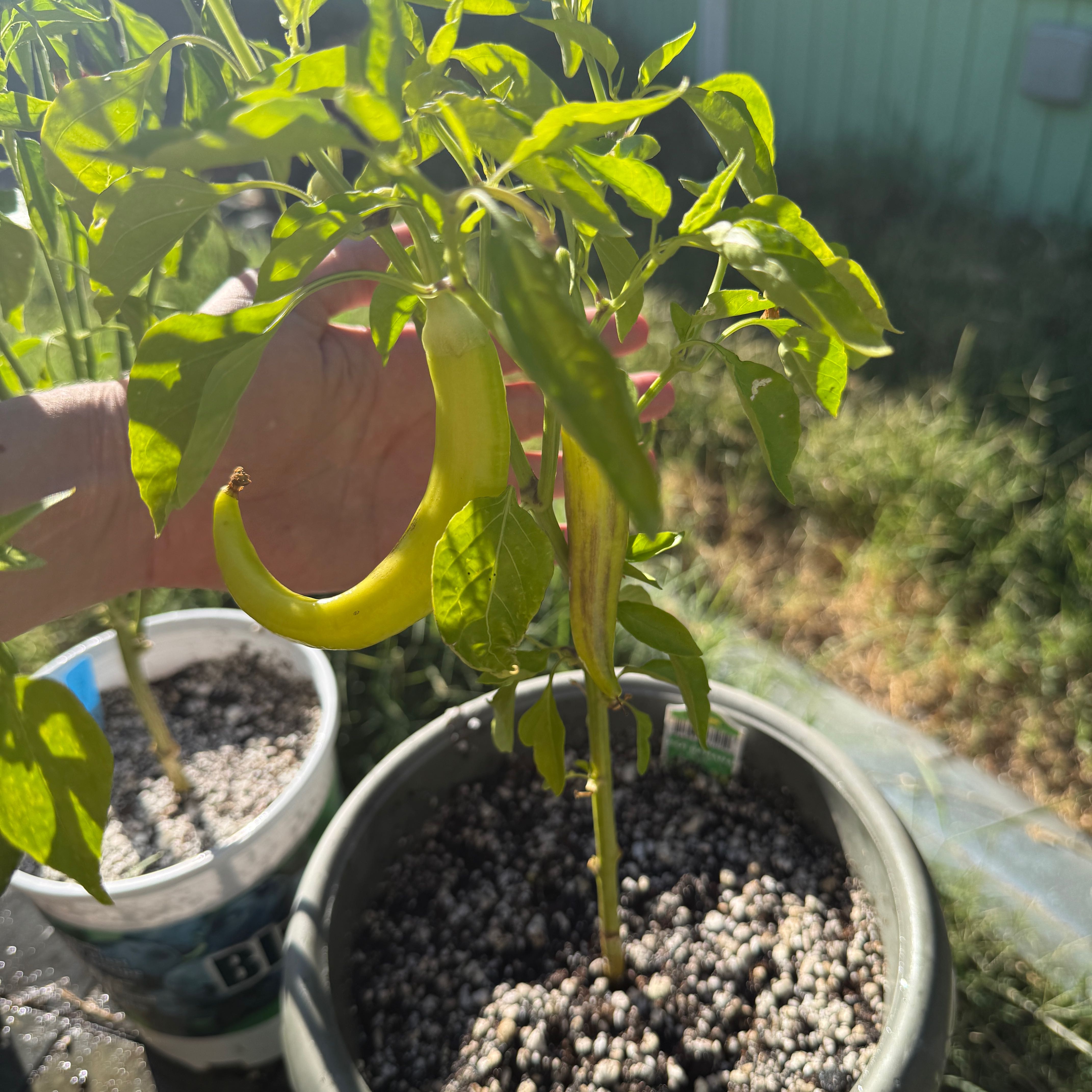 Photo of the plant species Hot Banana Pepper by @MovedByPlants named Fernie Saunders on Greg, the plant care app