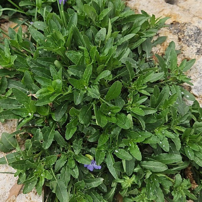 Photo of the plant species Common Viper's-Bugloss by @QuickSpoonyucca named Mando on Greg, the plant care app