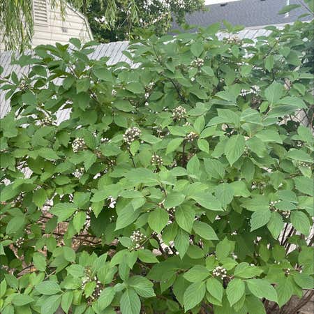 Photo of the plant species Red Osier by Alissa named Your plant on Greg, the plant care app