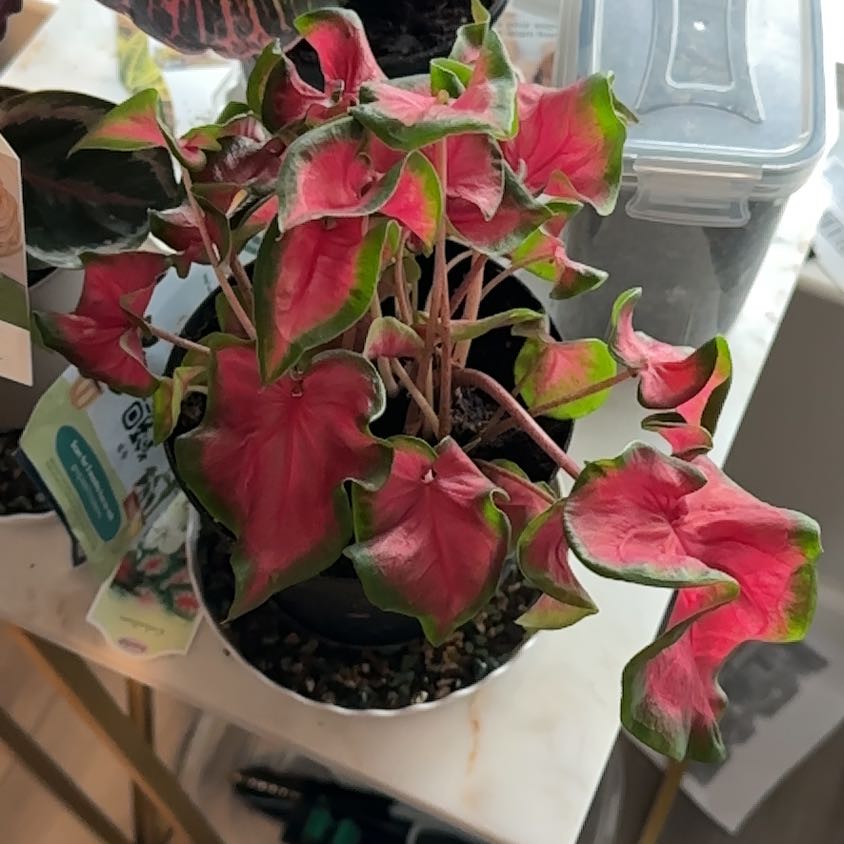 Photo of the plant species Cherry Tart Caladium by @ChummyTallsedge named Dolores on Greg, the plant care app