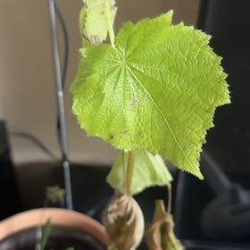 Photo of the plant species African-Hemp by @NewCereuscactus named Hamilton on Greg, the plant care app
