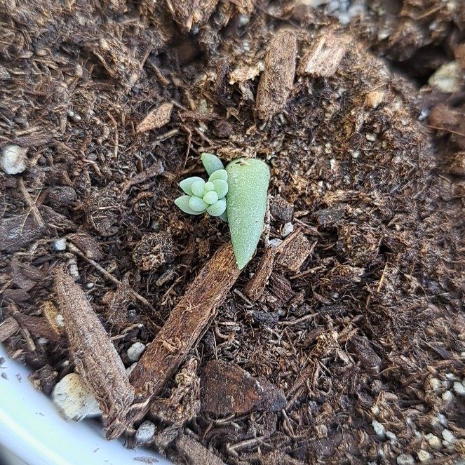 Runt