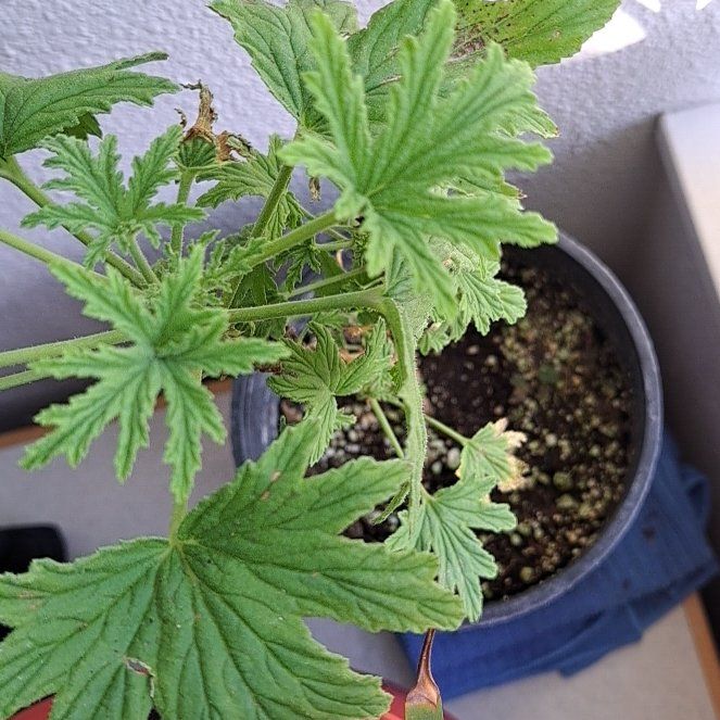 Photo of the plant species Lemon Scented Geranium by @Skeebledeeble named Lemonade on Greg, the plant care app