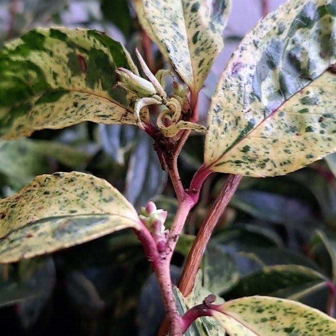Photo of the plant species Narrow-Leaf Snowbush by @Skeebledeeble named Bloodsucker on Greg, the plant care app