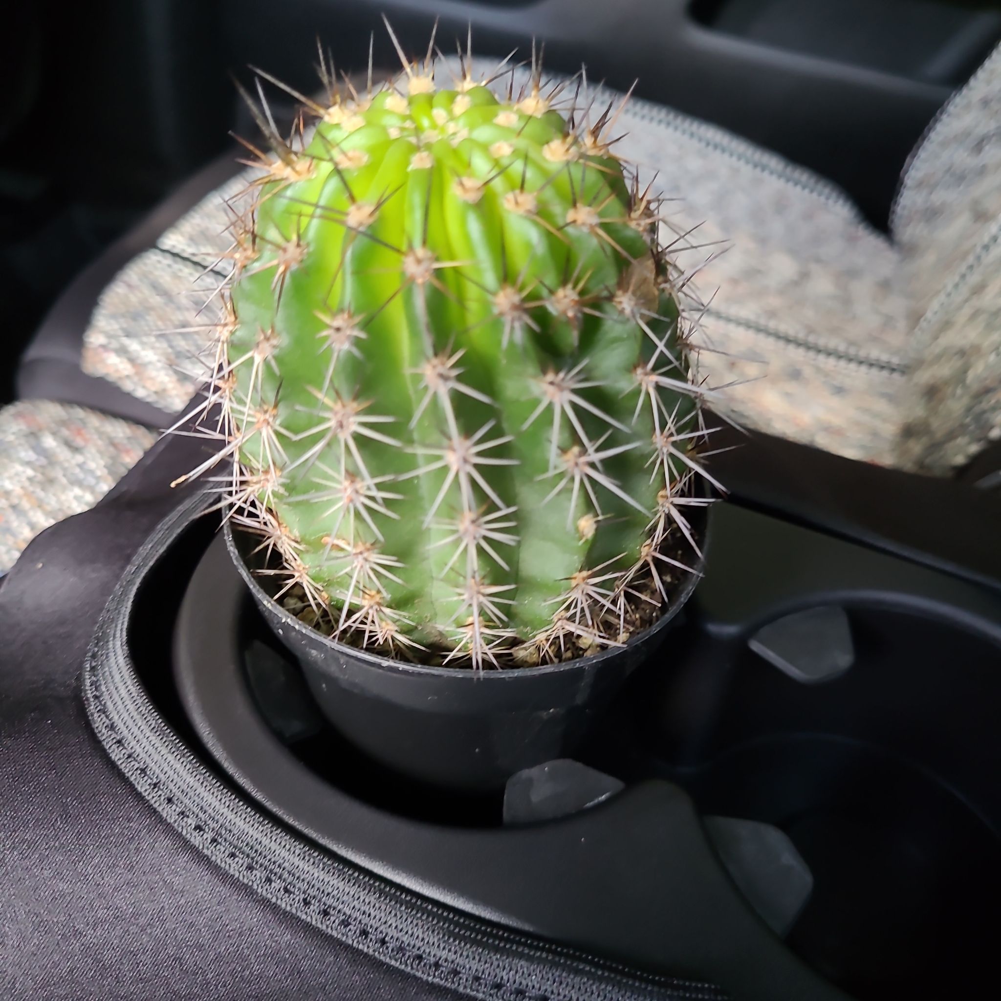 Photo of the plant species Assorted Trichocereus by @HeroWelshpoppy named Sahara Desert 🏜 on Greg, the plant care app