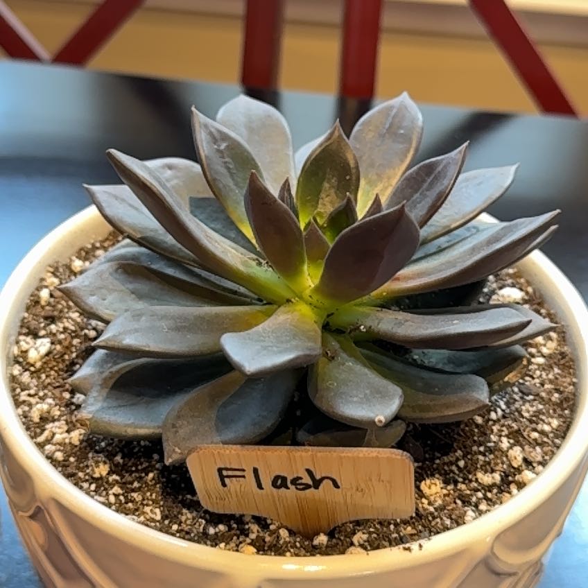 Photo of the plant species 'Black Flash' by @DeliciousDamsii named Flash on Greg, the plant care app