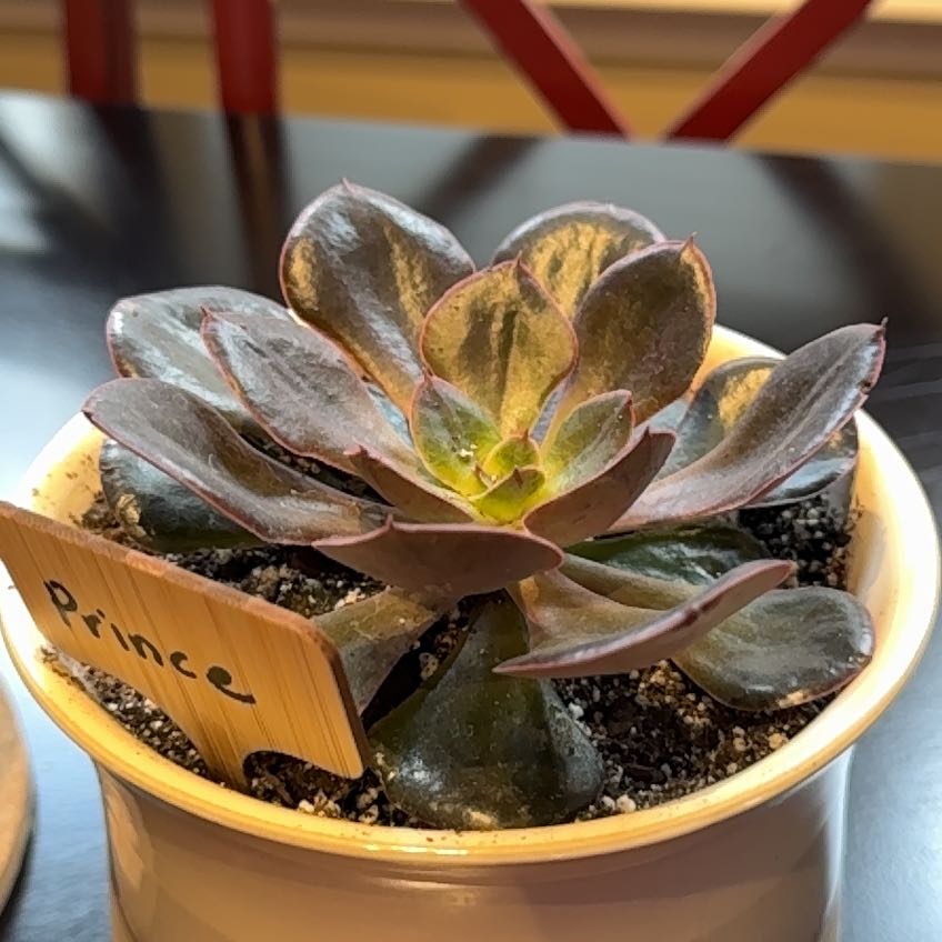 Photo of the plant species Red Prince Echeveria by @DeliciousDamsii named Prince on Greg, the plant care app