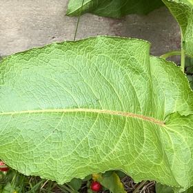 Photo of the plant species Broad-Leaved Dock by @AliveEmmenanthe named Willow on Greg, the plant care app