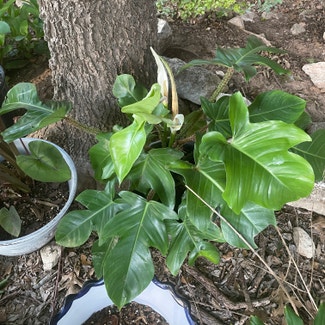 Hairy Philodendron plant in Cedar Park, Texas