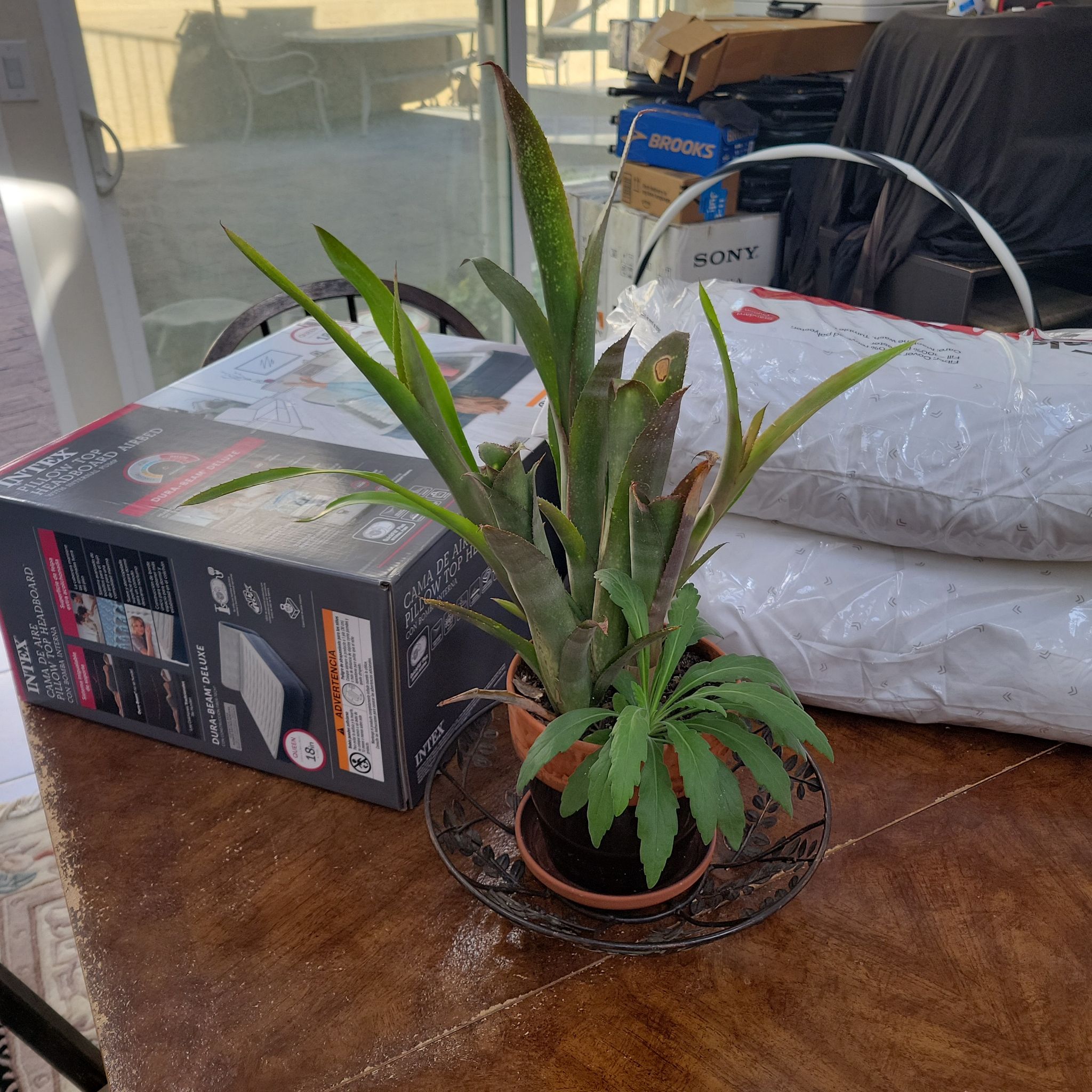 Photo of the plant species Brazillian Vaseplant by @GenialTigerjade named Accelerando on Greg, the plant care app
