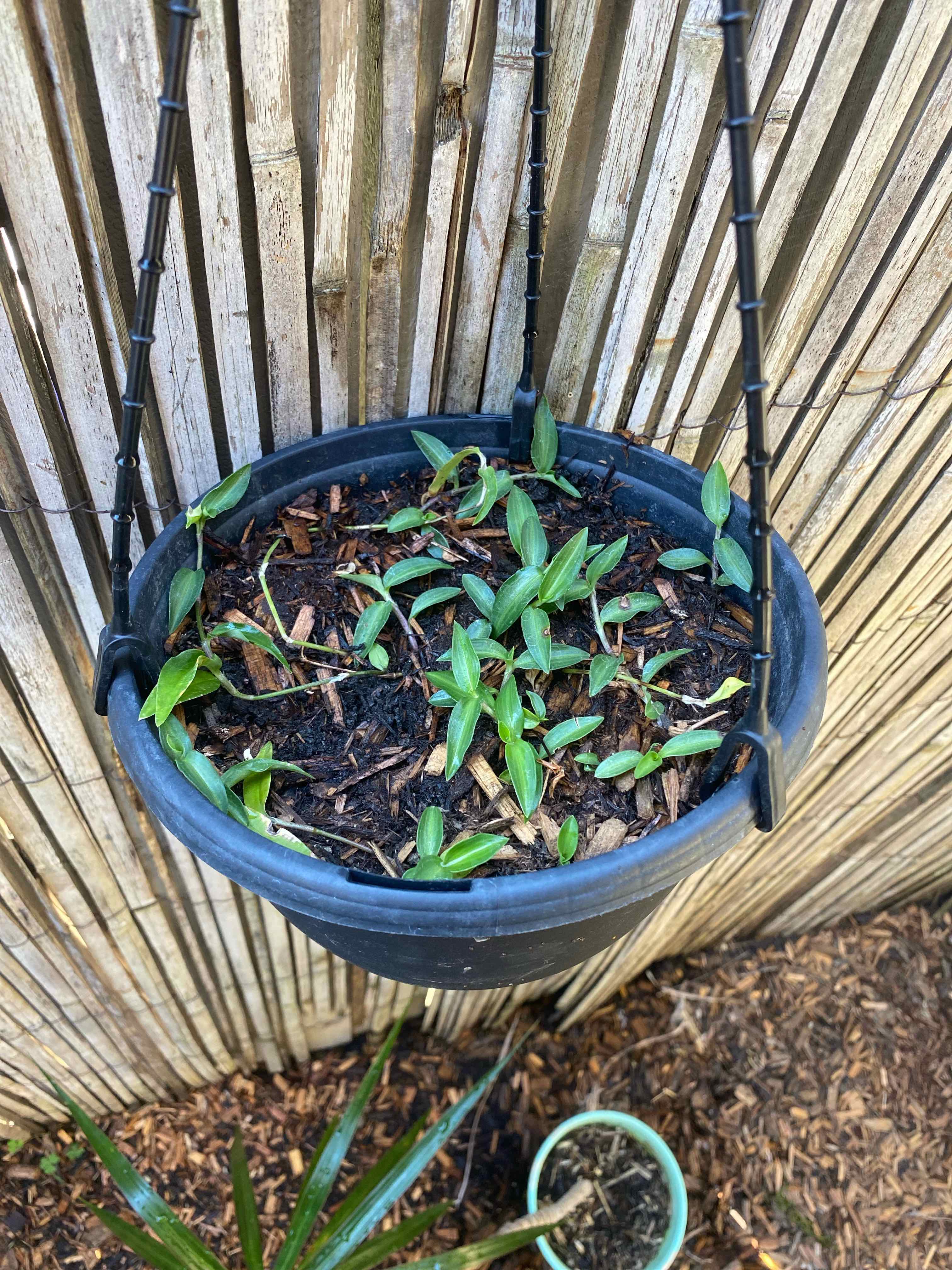 Hanging pot with young Tahitian Bridal Veil plant, small green leaves, visible soil.