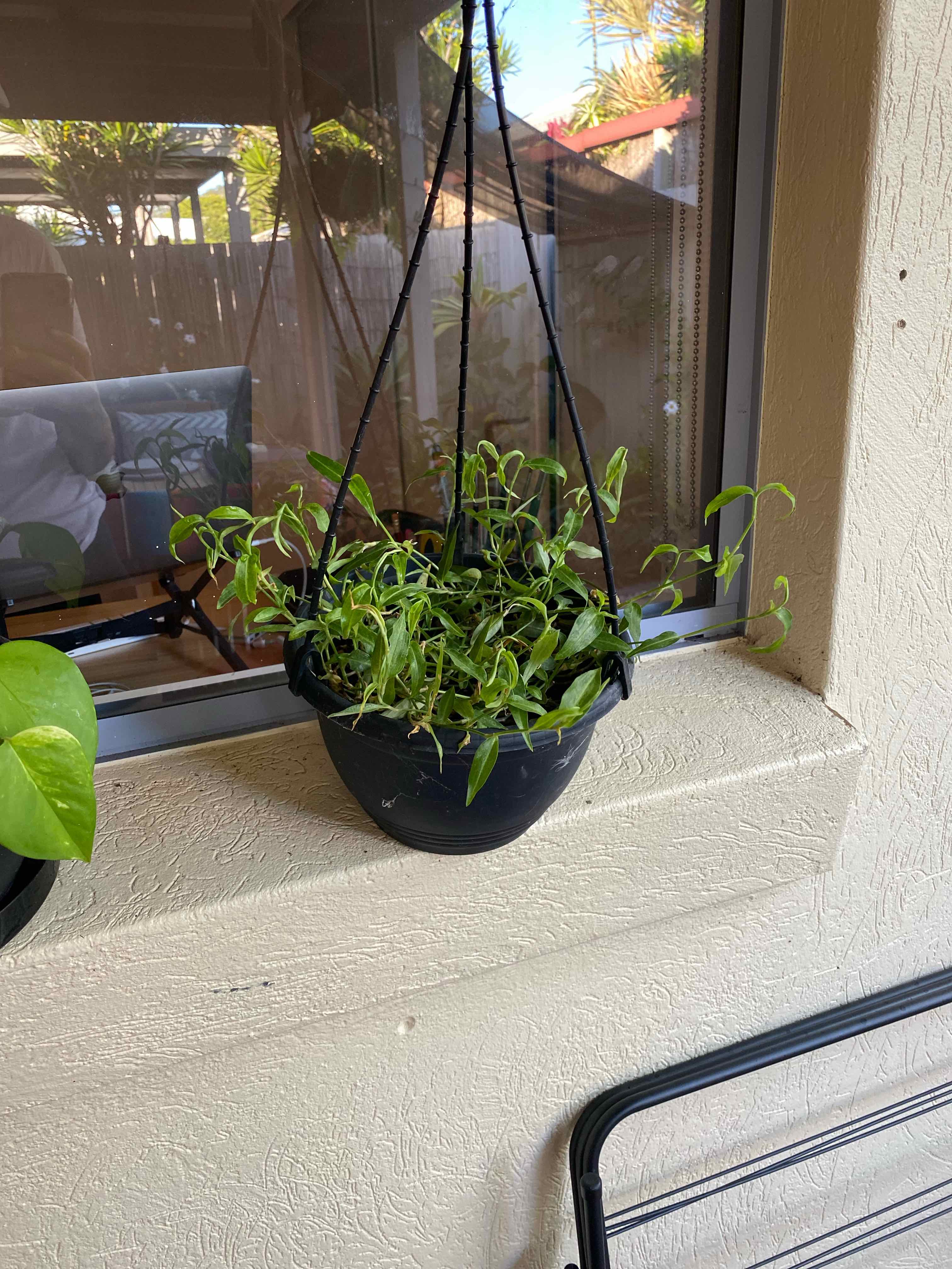 Hanging Tahitian Bridal Veil plant in a black pot on a windowsill with some wilting leaves.