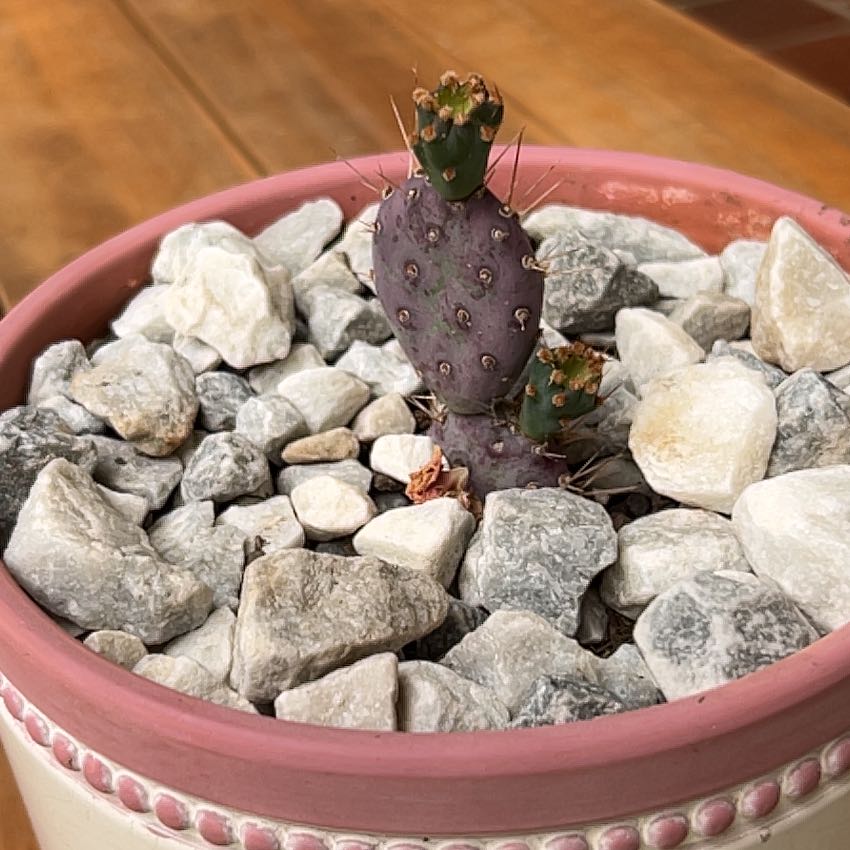 Photo of the plant species Opuntia 'Baby Rita' by @AcademicPalqui named Harry on Greg, the plant care app